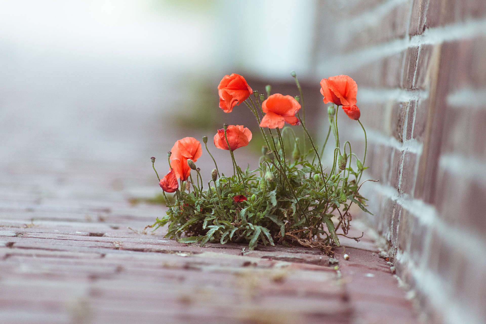 Free photo Poppies sprouting through the stonework.