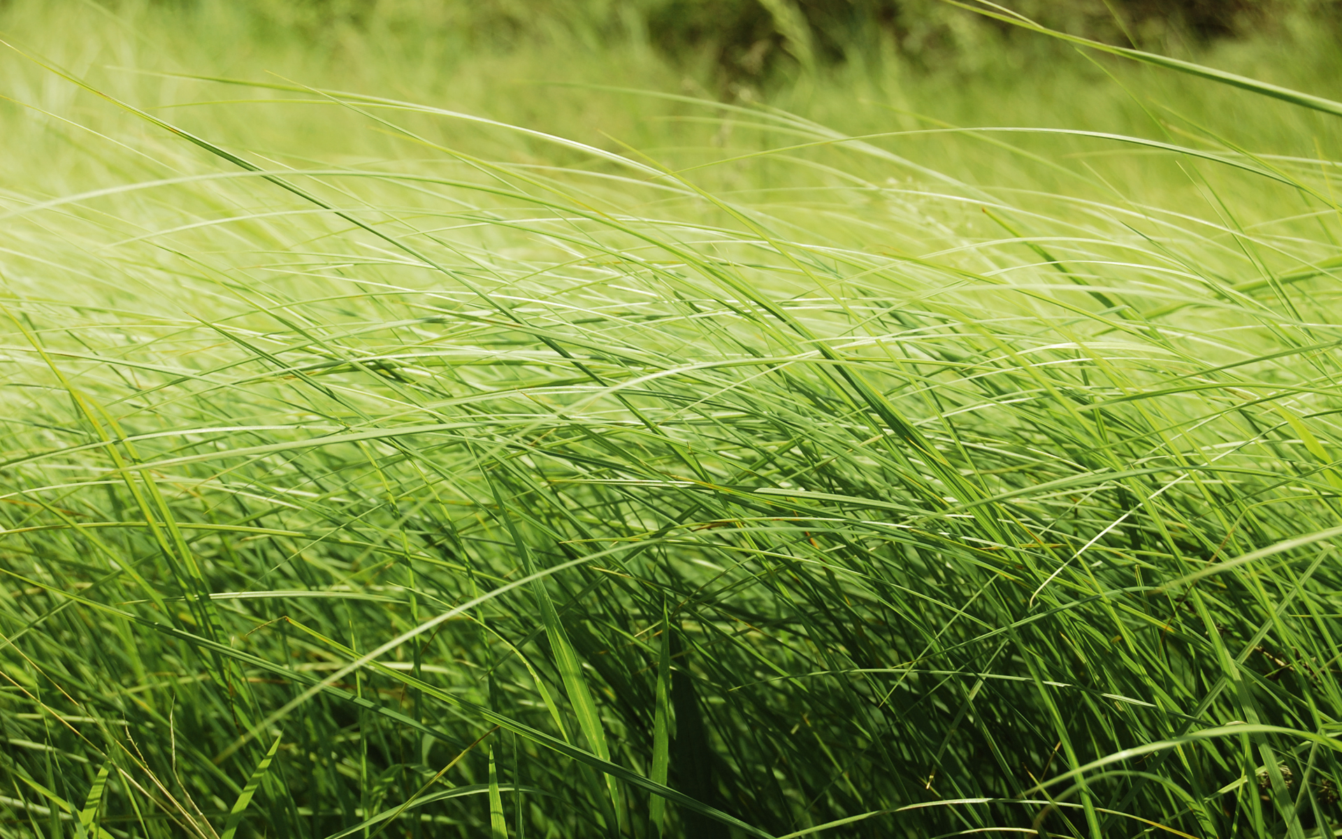 Wallpapers grass greenery summer on the desktop