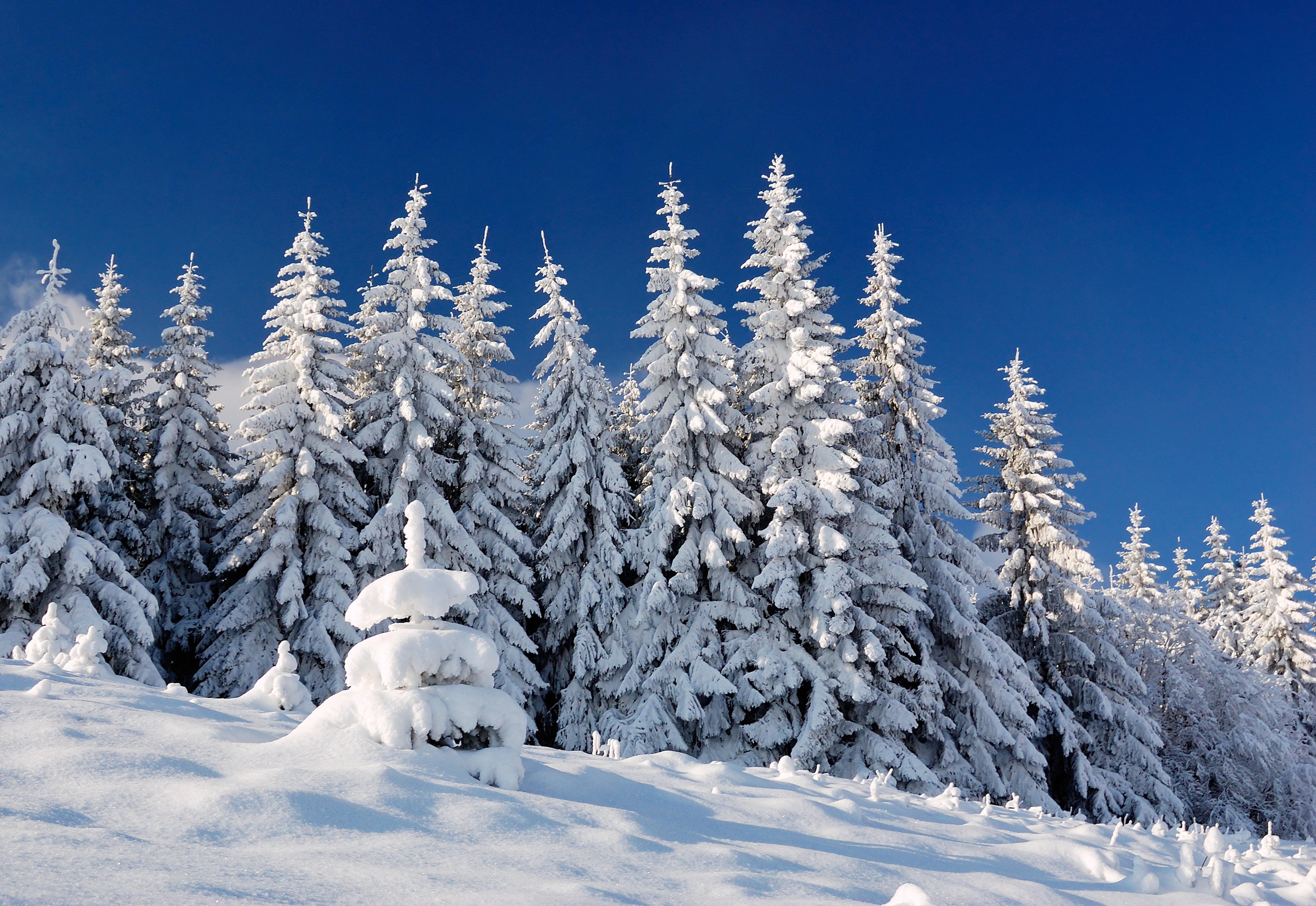 Wallpapers trees snow on trees winter on the desktop