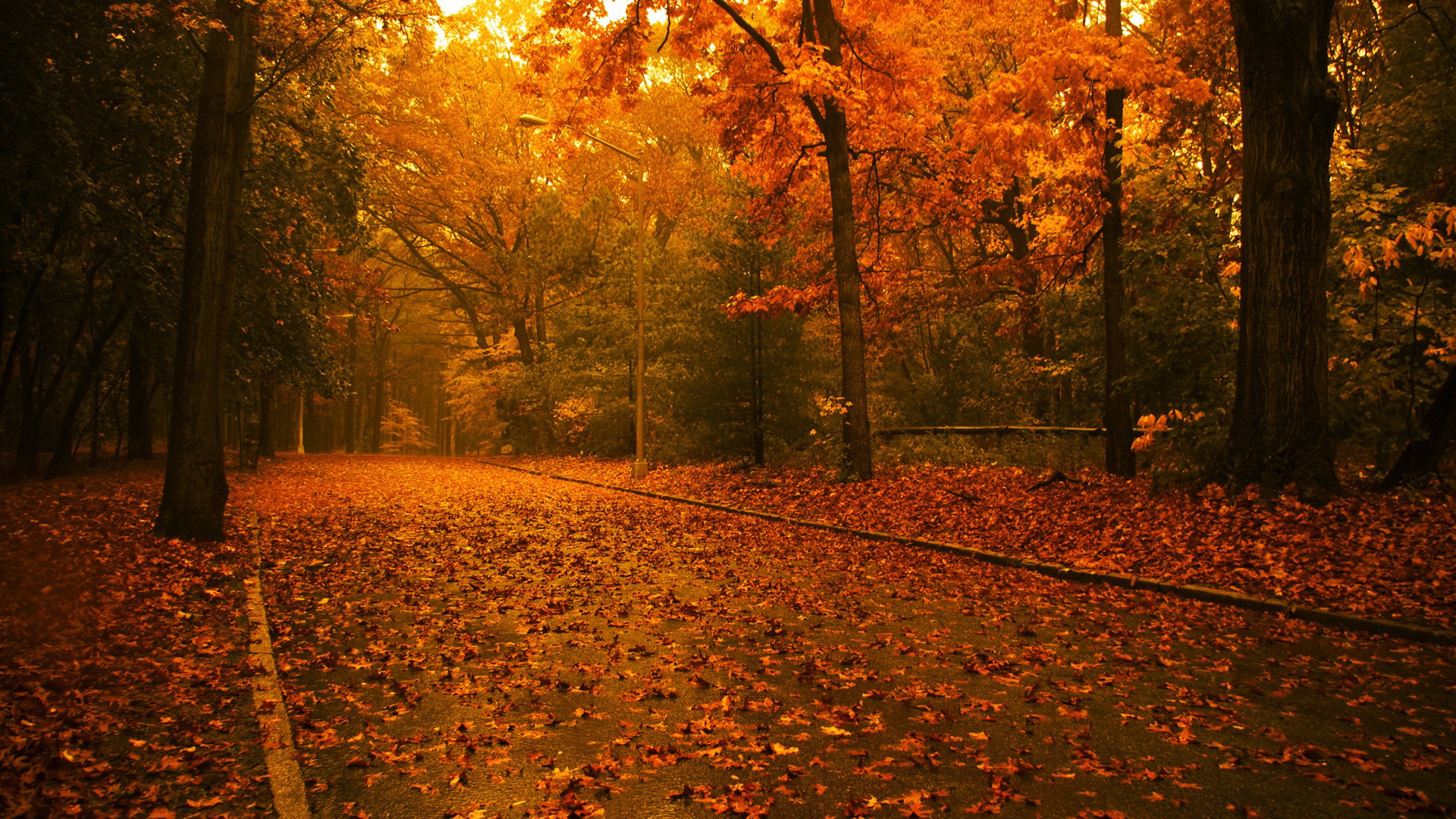 Wallpapers leaf fall fanari autumn on the desktop