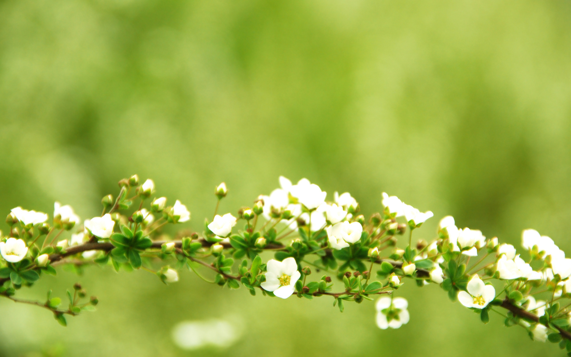 Wallpapers branch tree bush on the desktop