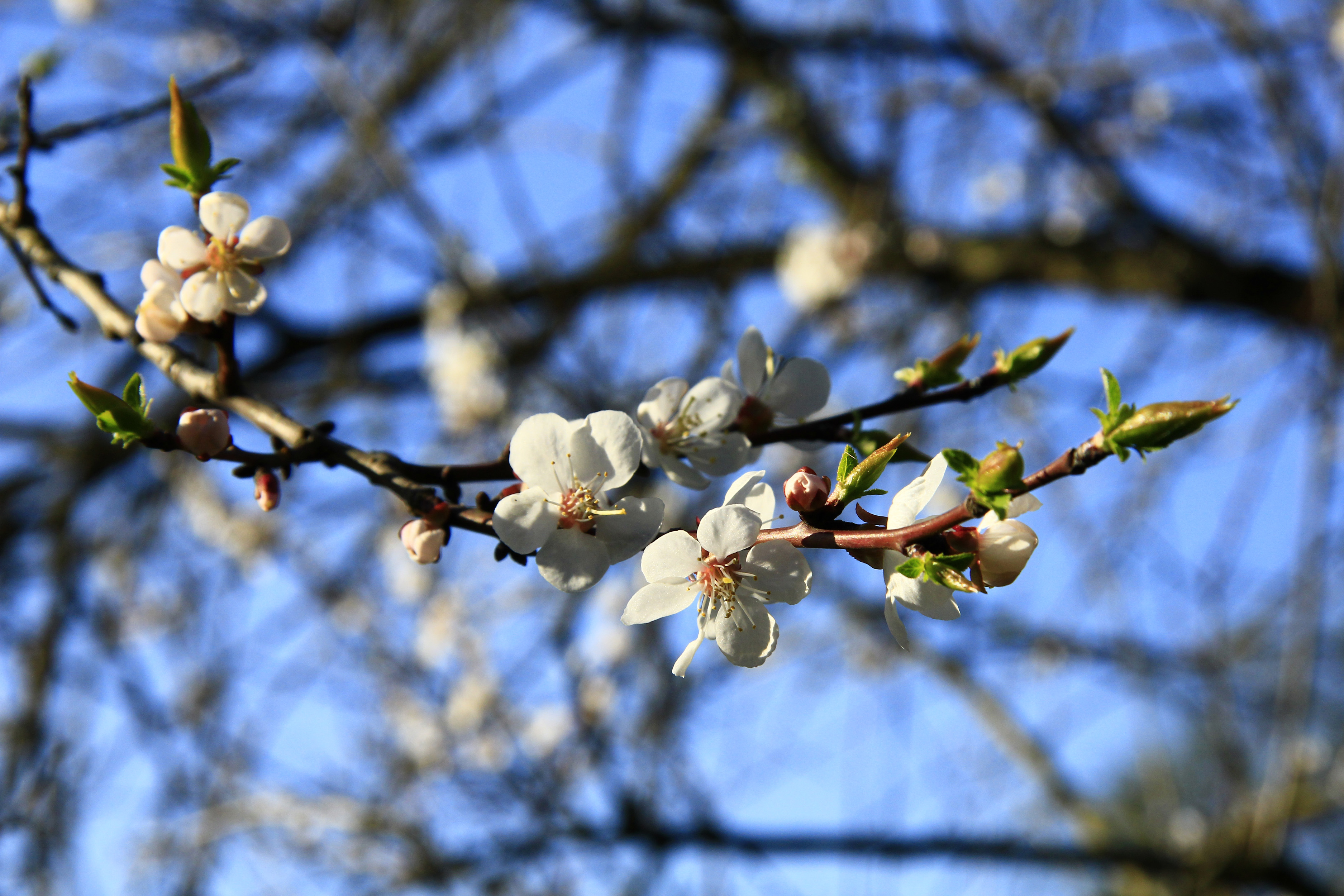 Wallpapers cherry sakura sky on the desktop