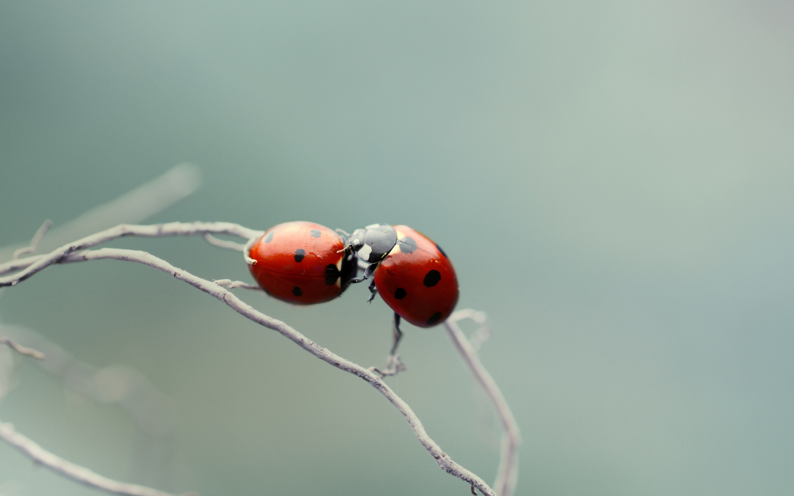 Wallpapers ladybugs couple family on the desktop