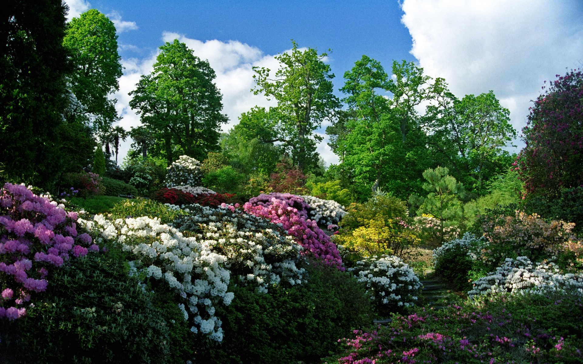 Wallpapers sky clouds flowerbeds on the desktop