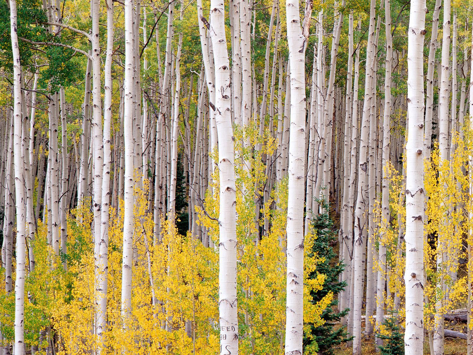 Wallpapers trees leaves trunks on the desktop