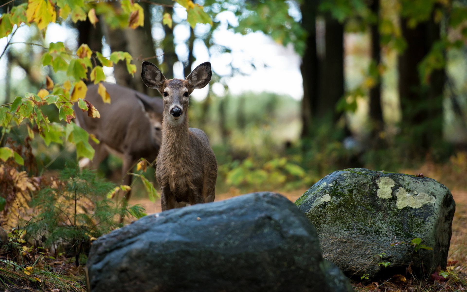 Wallpapers roe deer beast forest on the desktop