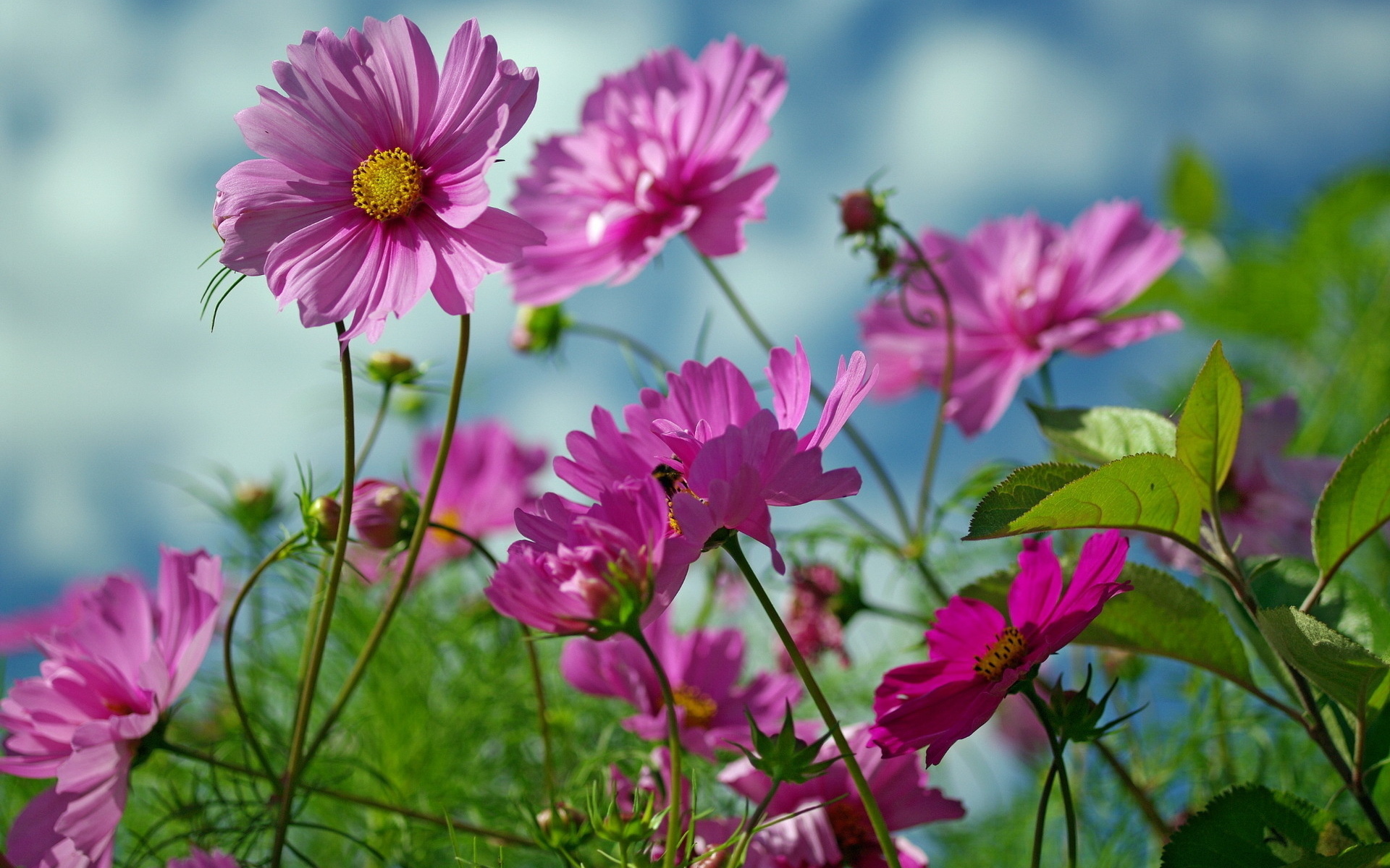 Wallpapers daisies field meadow on the desktop