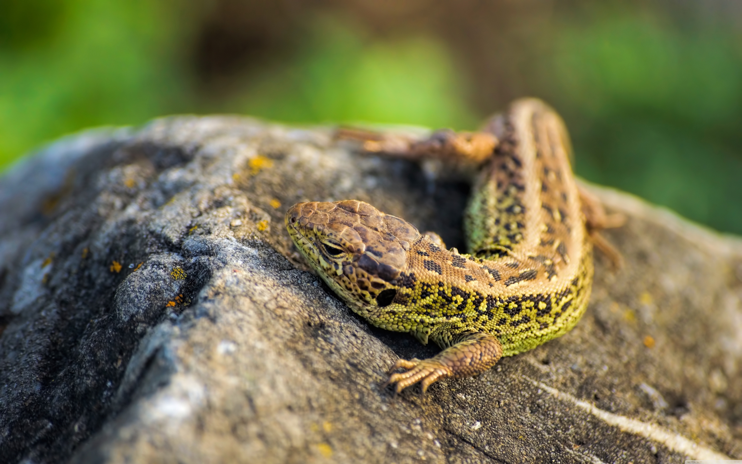 Wallpapers lizard eyes claws on the desktop