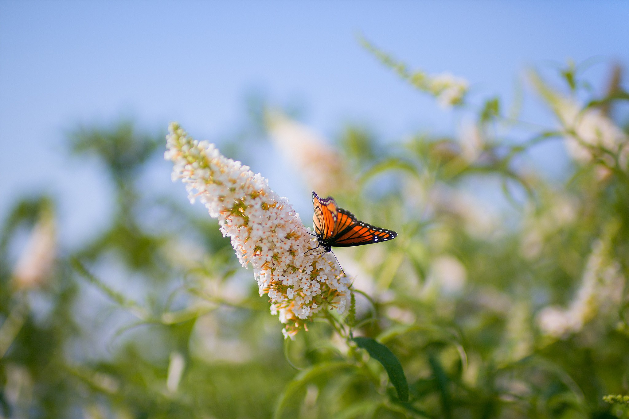 Wallpapers butterfly field summer on the desktop