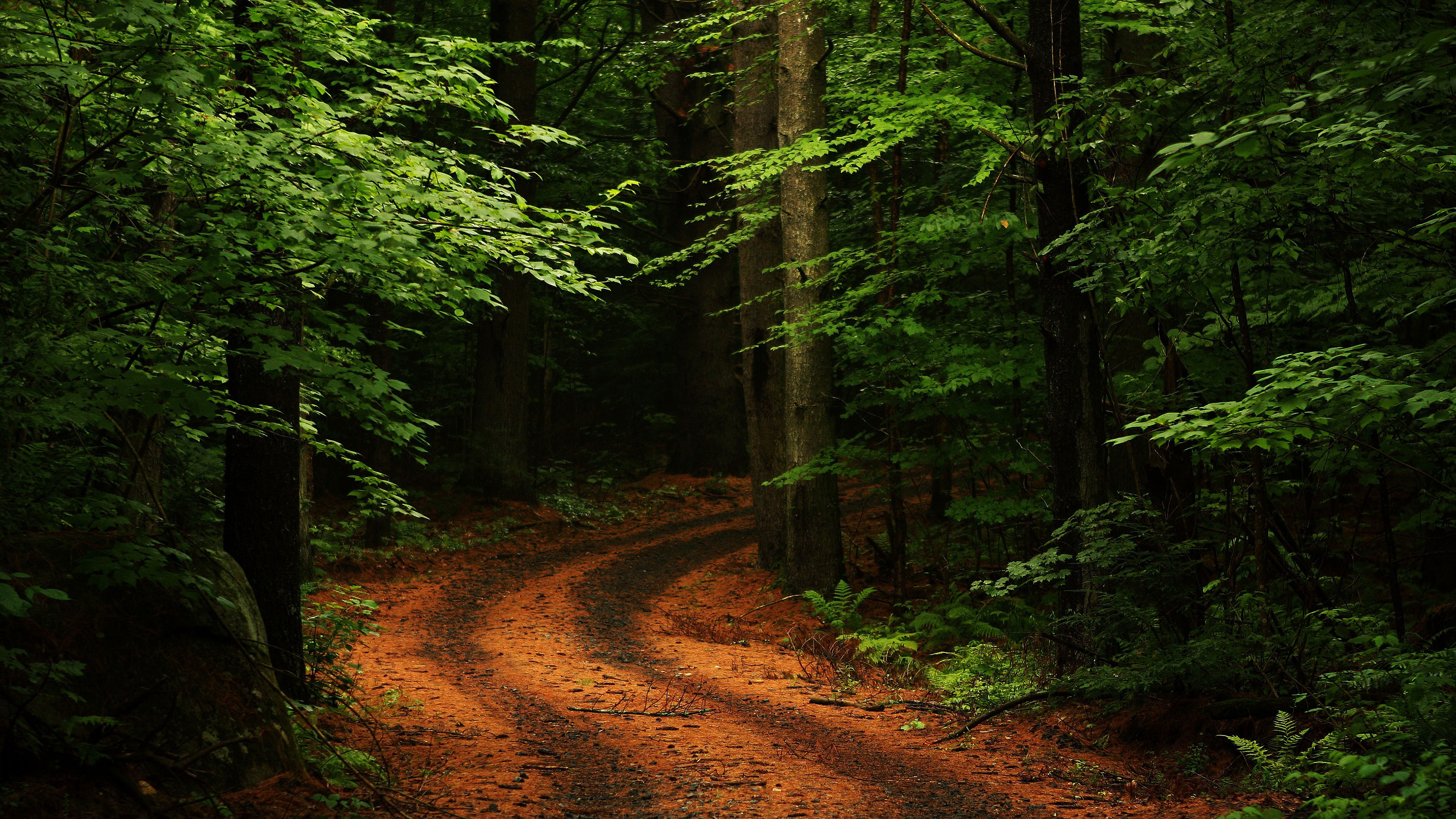 Wallpapers turn foliage trees on the desktop