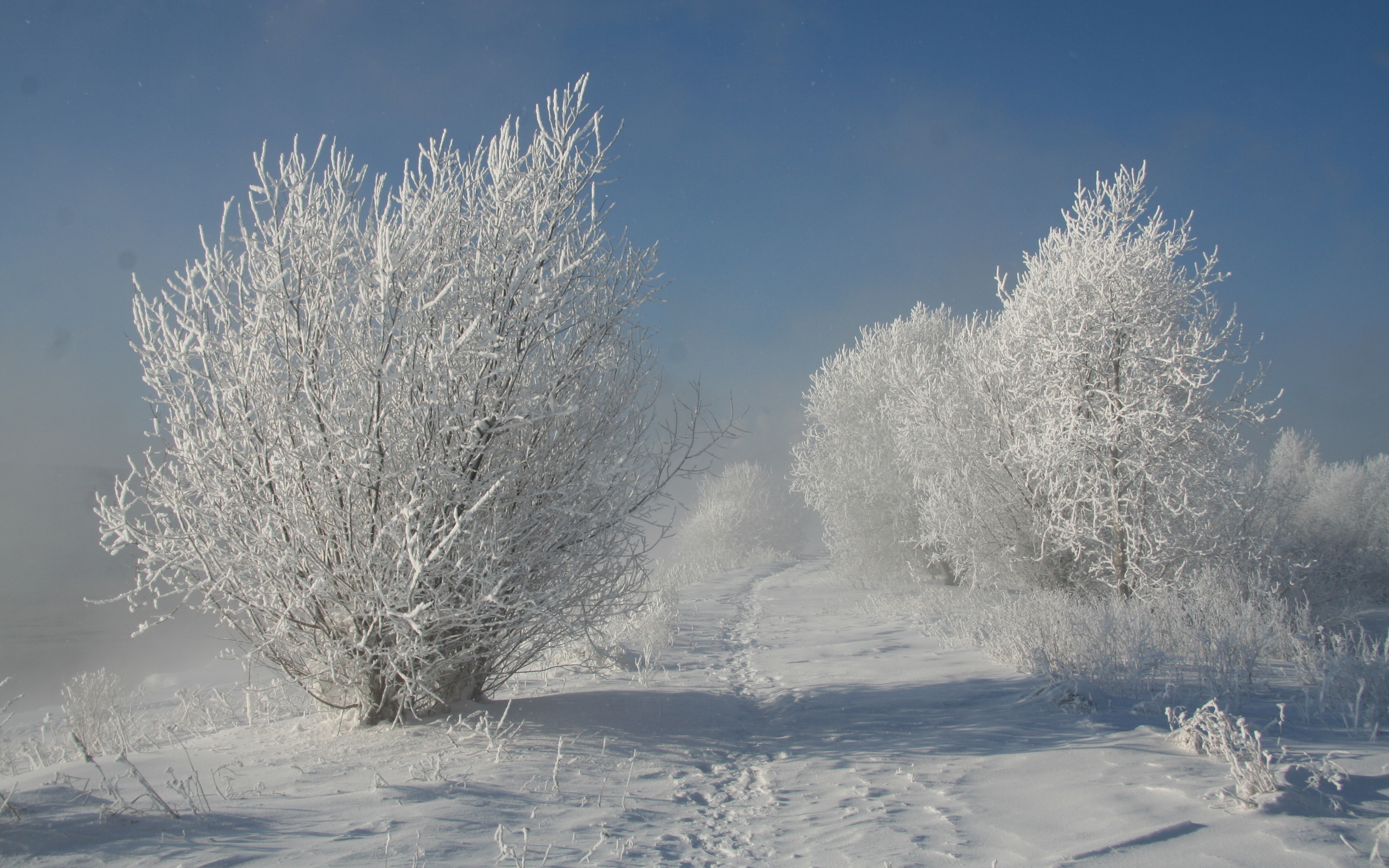 Обои зима дорога дерево на рабочий стол