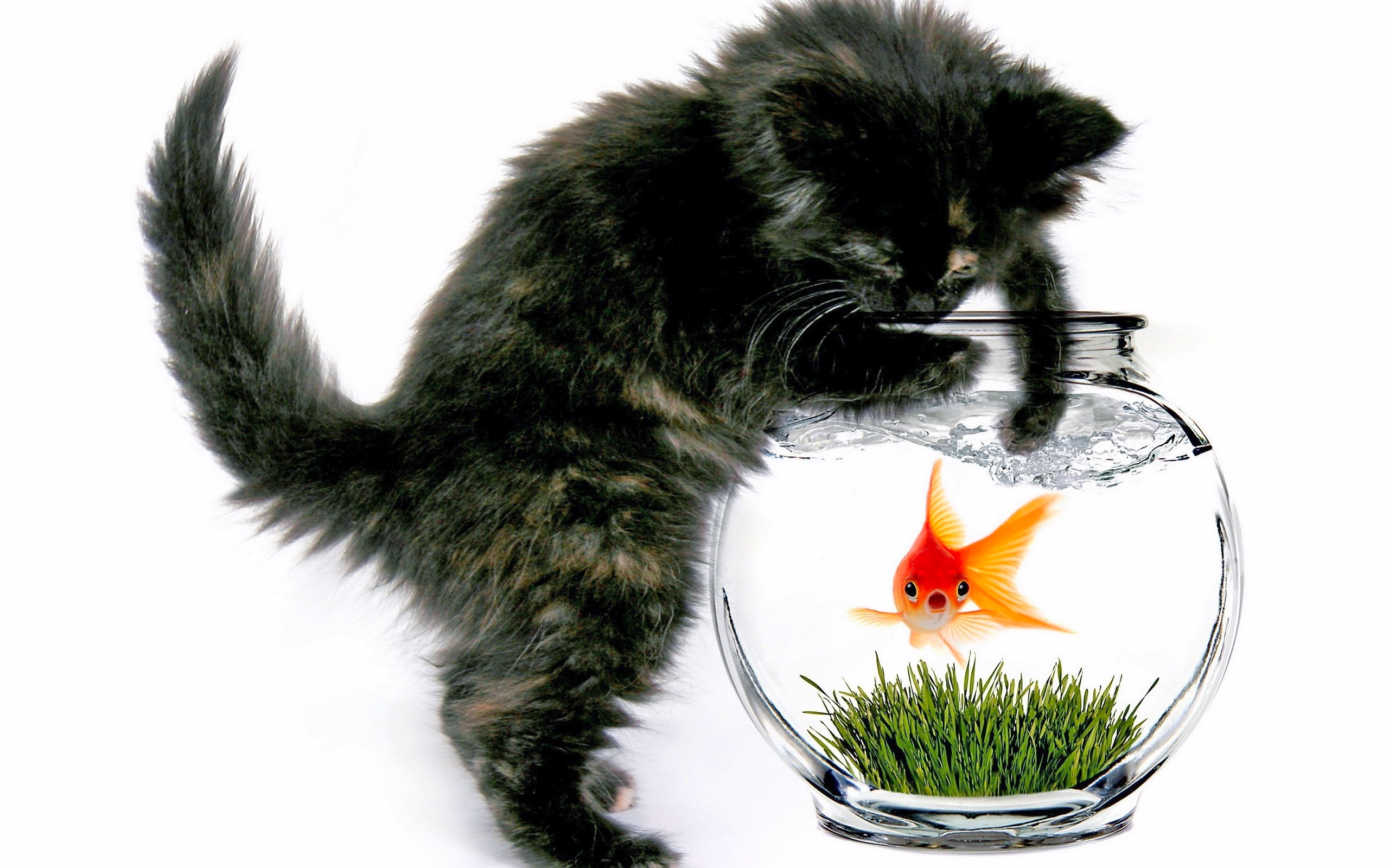 Wallpapers kitten aquarium fish on the desktop