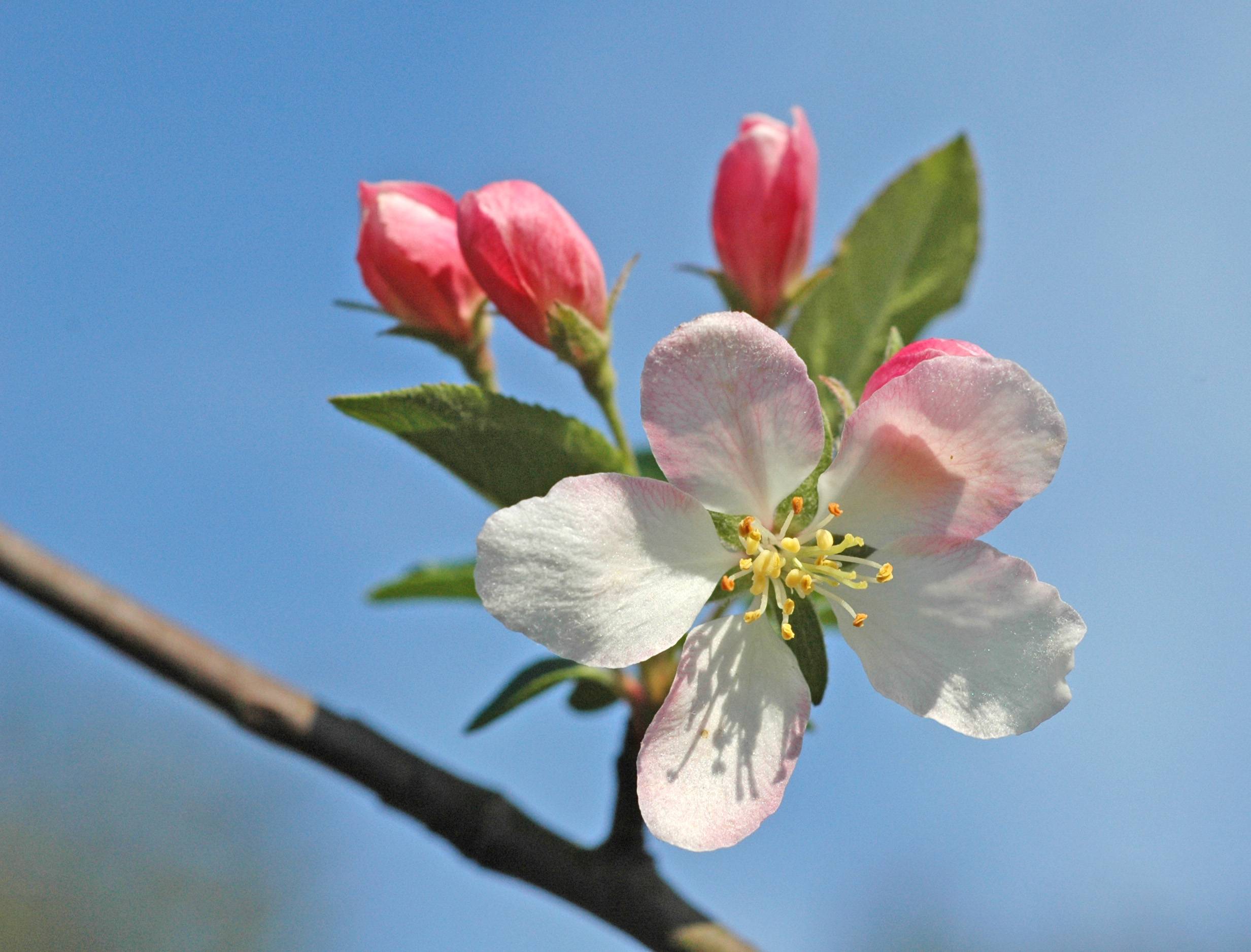 Wallpapers small flowers branch the flowering on the desktop