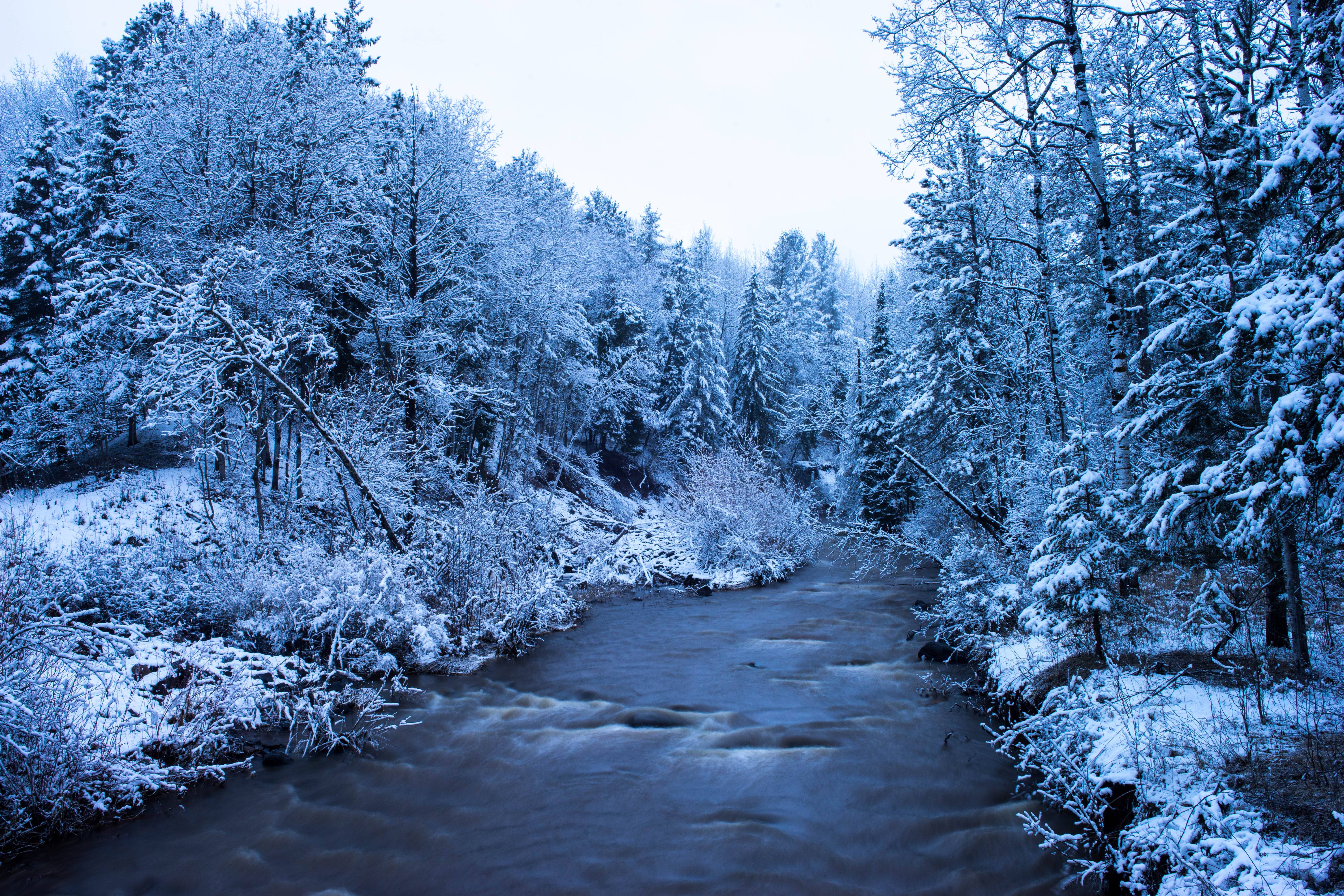 Wallpapers winter forest frost landscape on the desktop