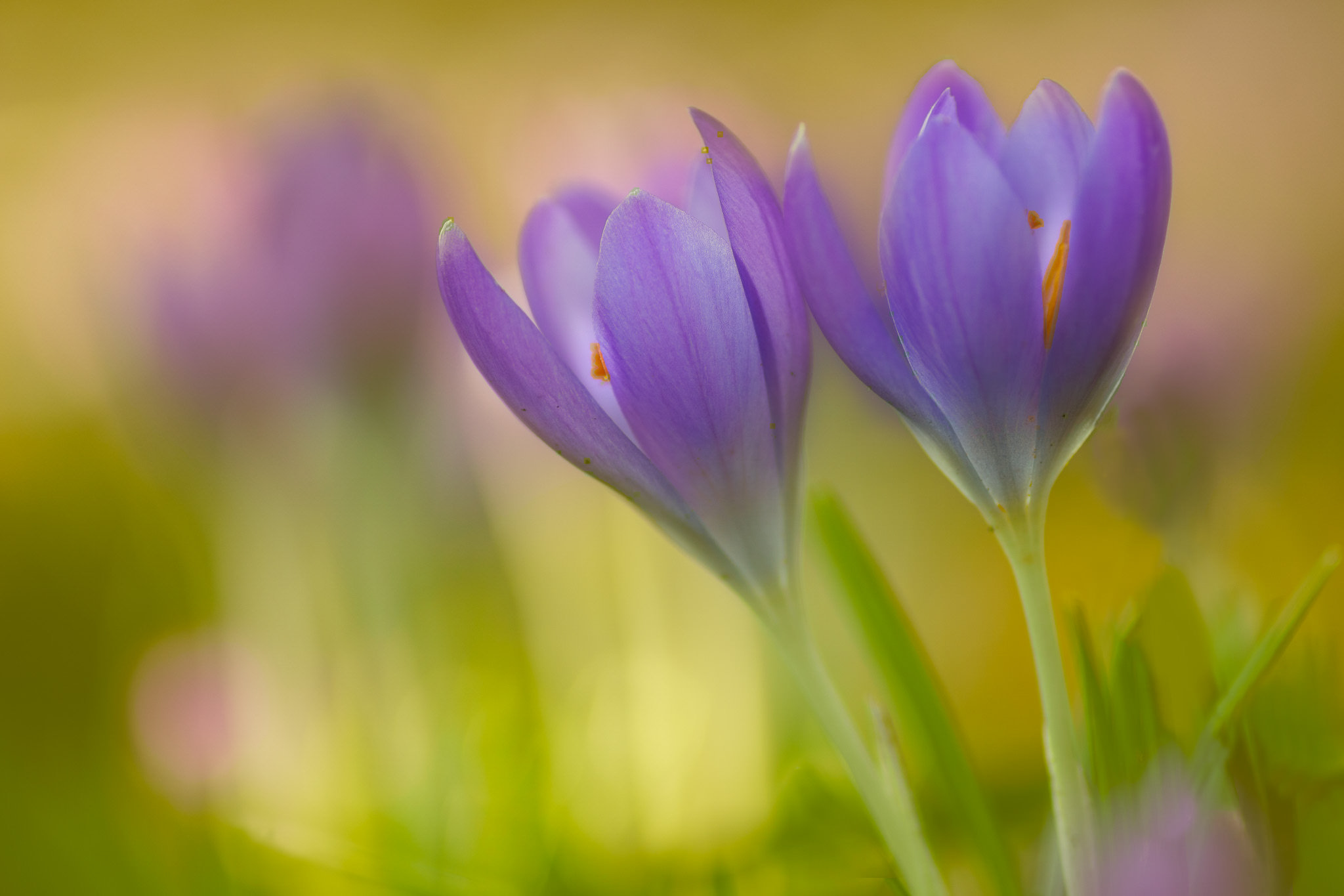 Wallpapers crocus crocuses blue flower on the desktop