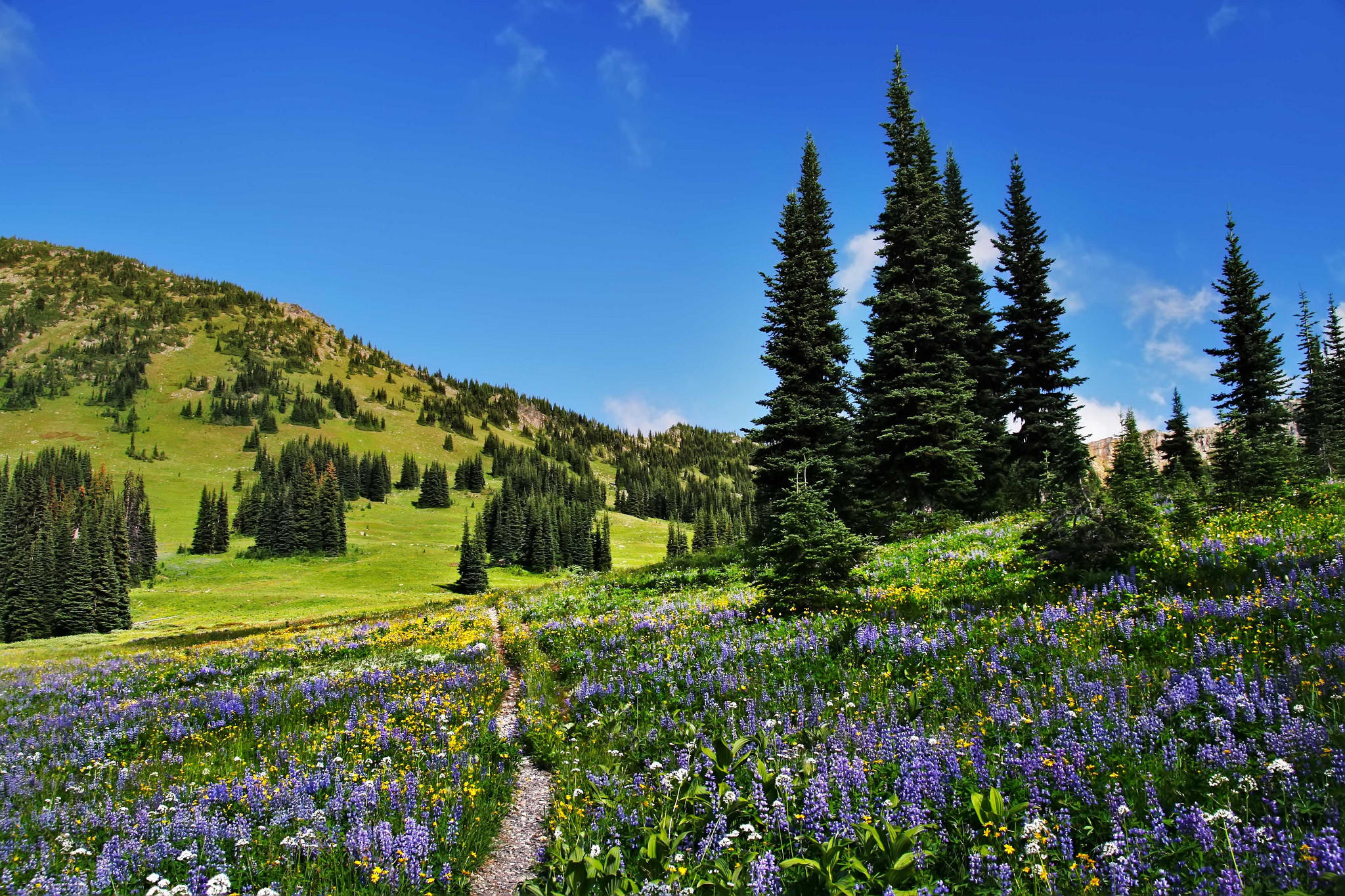 Wallpapers Wildflowers along the Pacific ridge path Pasayten desert field on the desktop