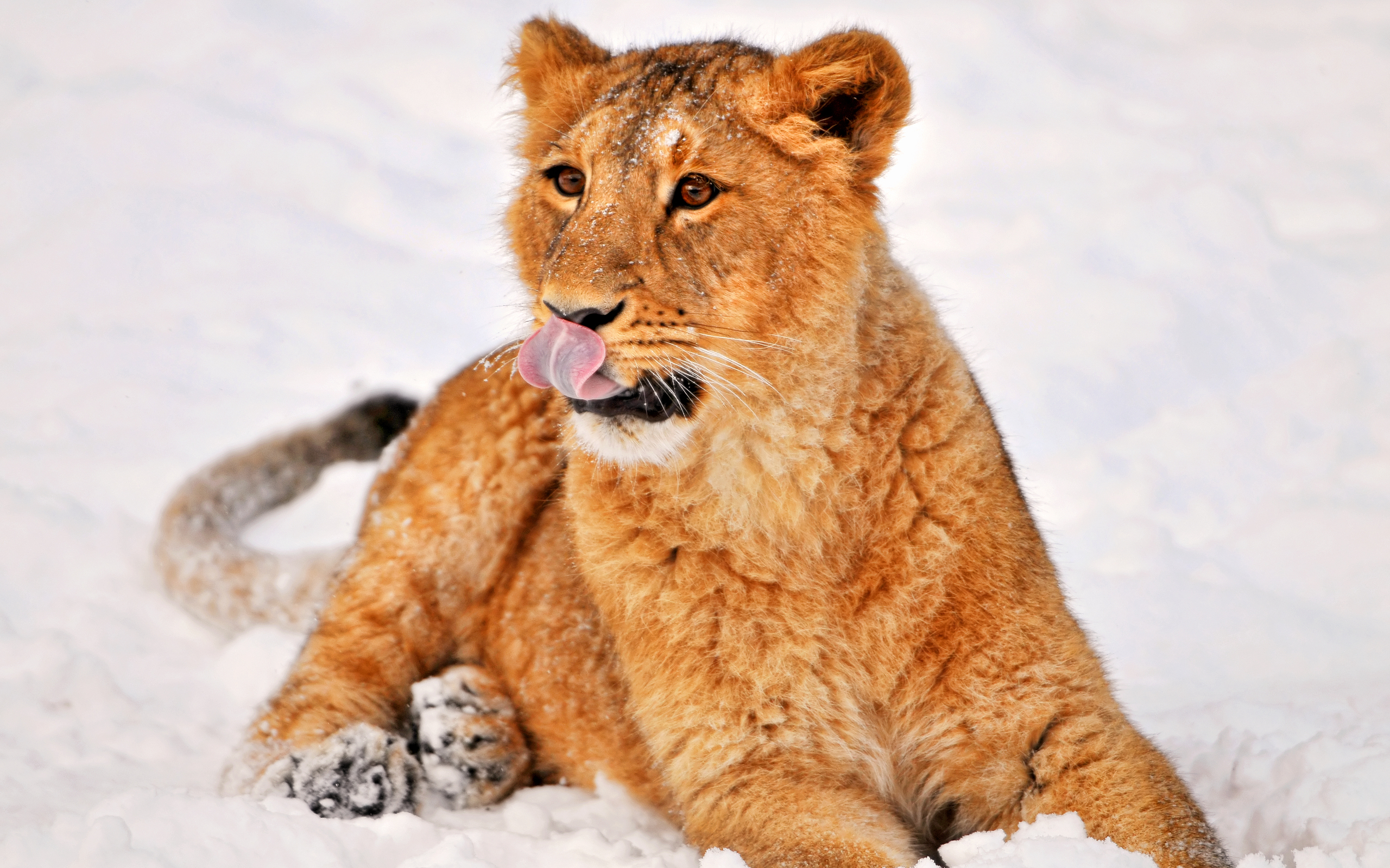 Wallpapers lioness beast snowdrifts on the desktop