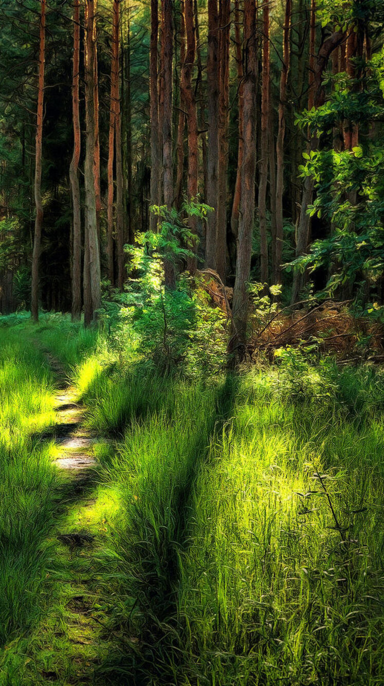 Скачать 1280x1280 лес, деревья, папоротник, мох, природа обои, картинки ipad, ip