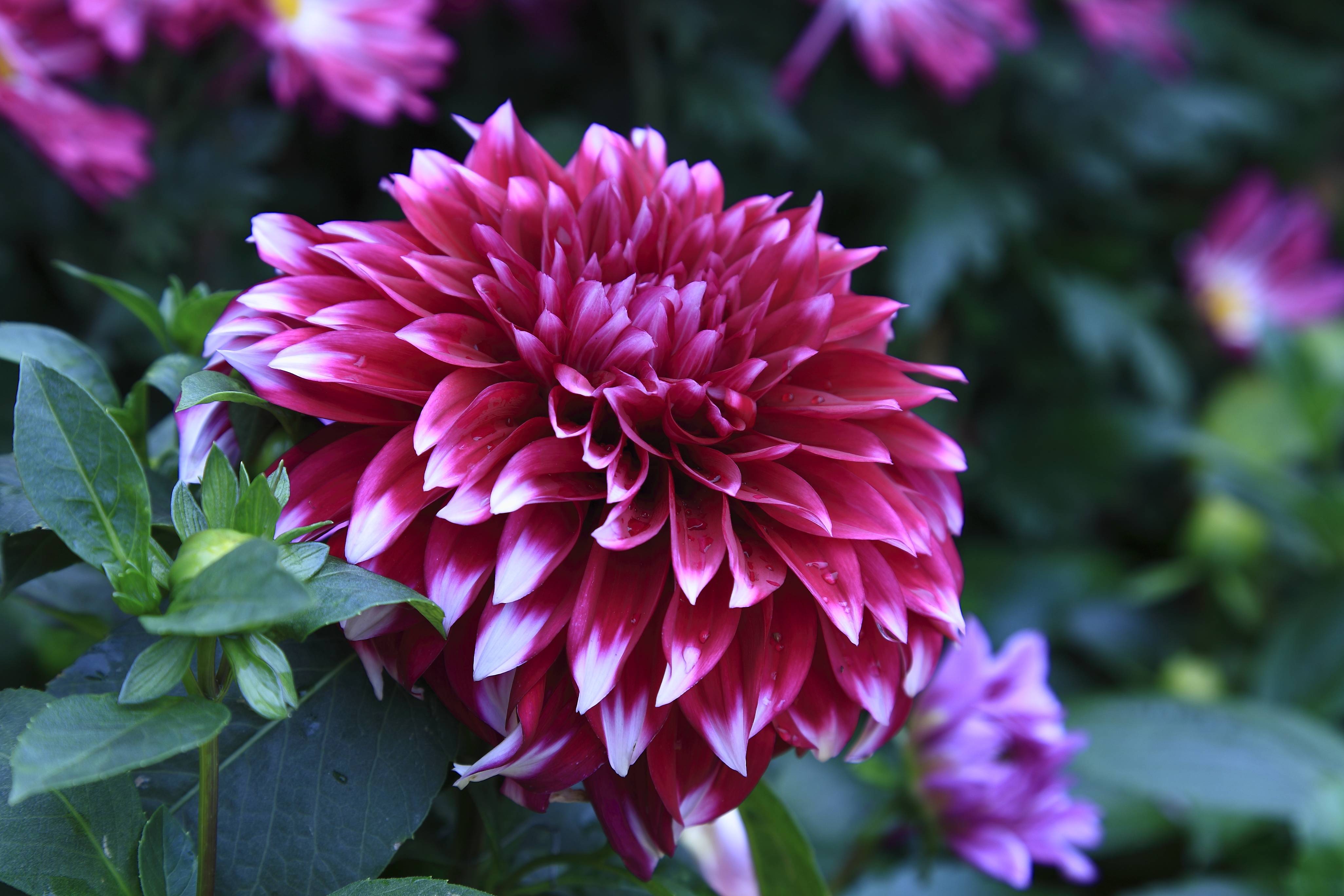 Wallpapers flower dahlia flora on the desktop