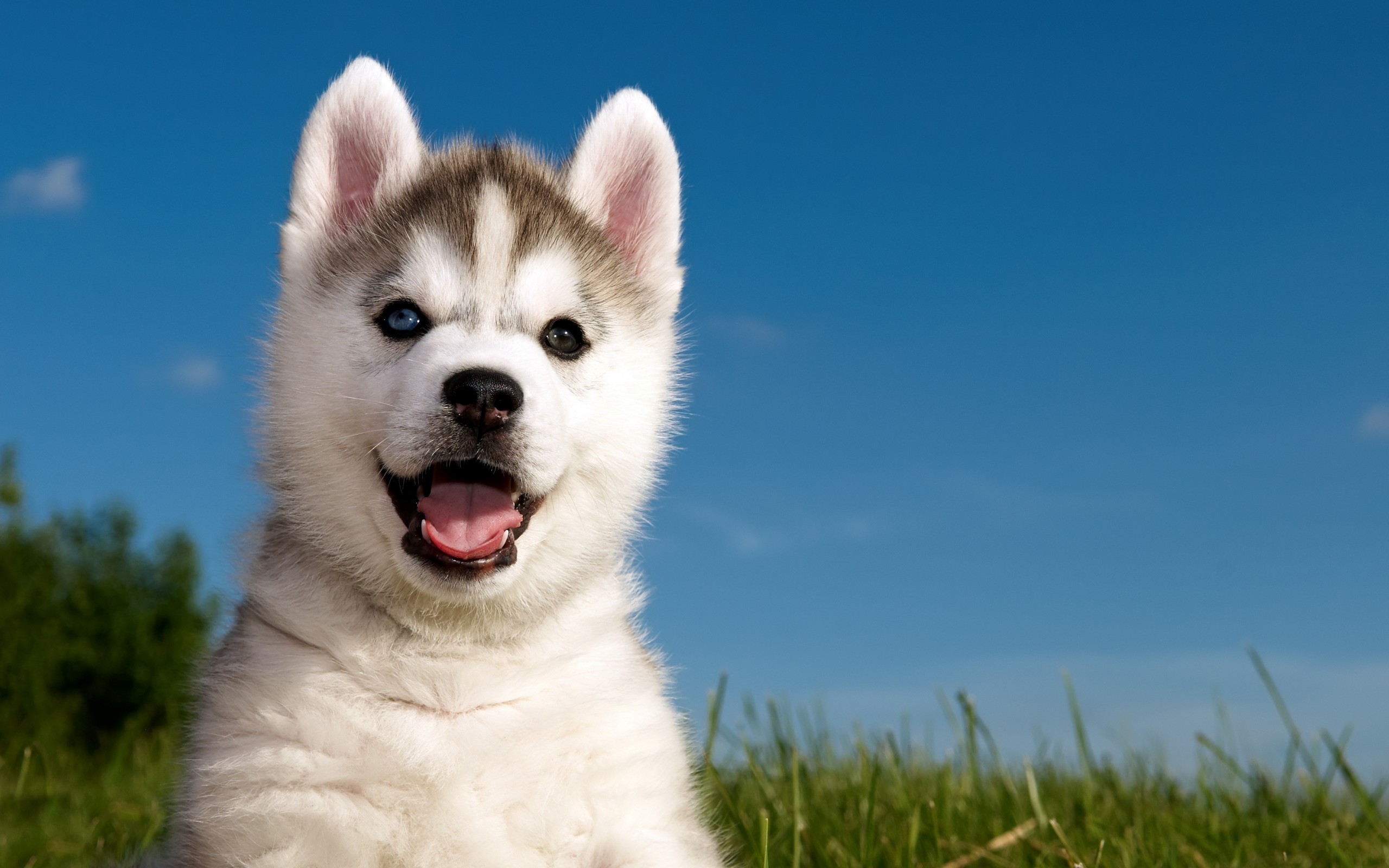 Wallpapers husky puppy ears on the desktop