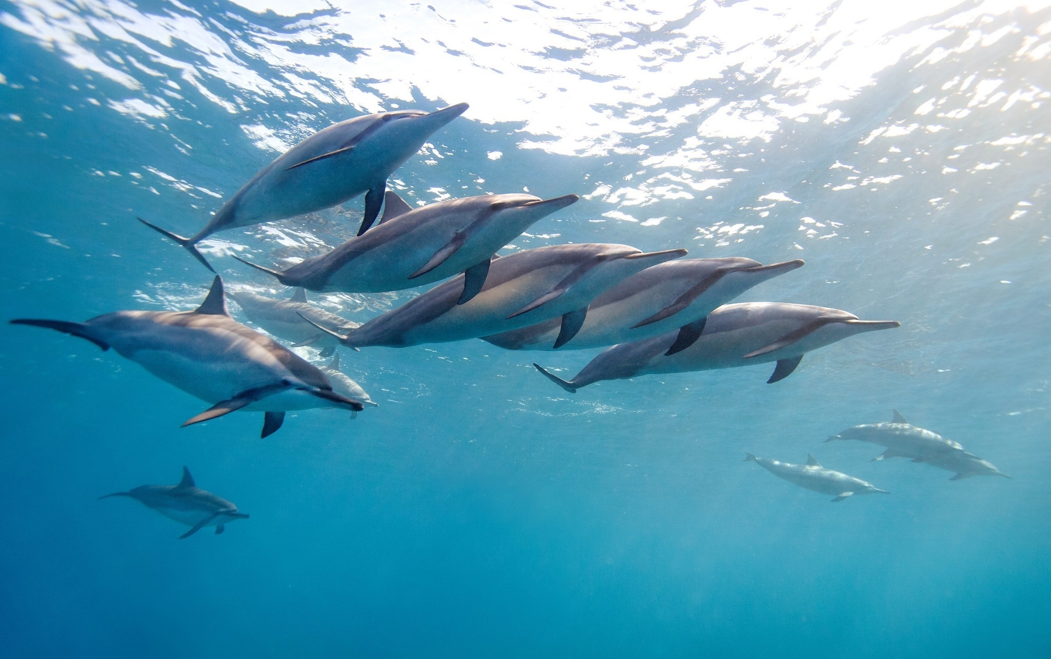 Wallpapers flocks dolphins fins on the desktop