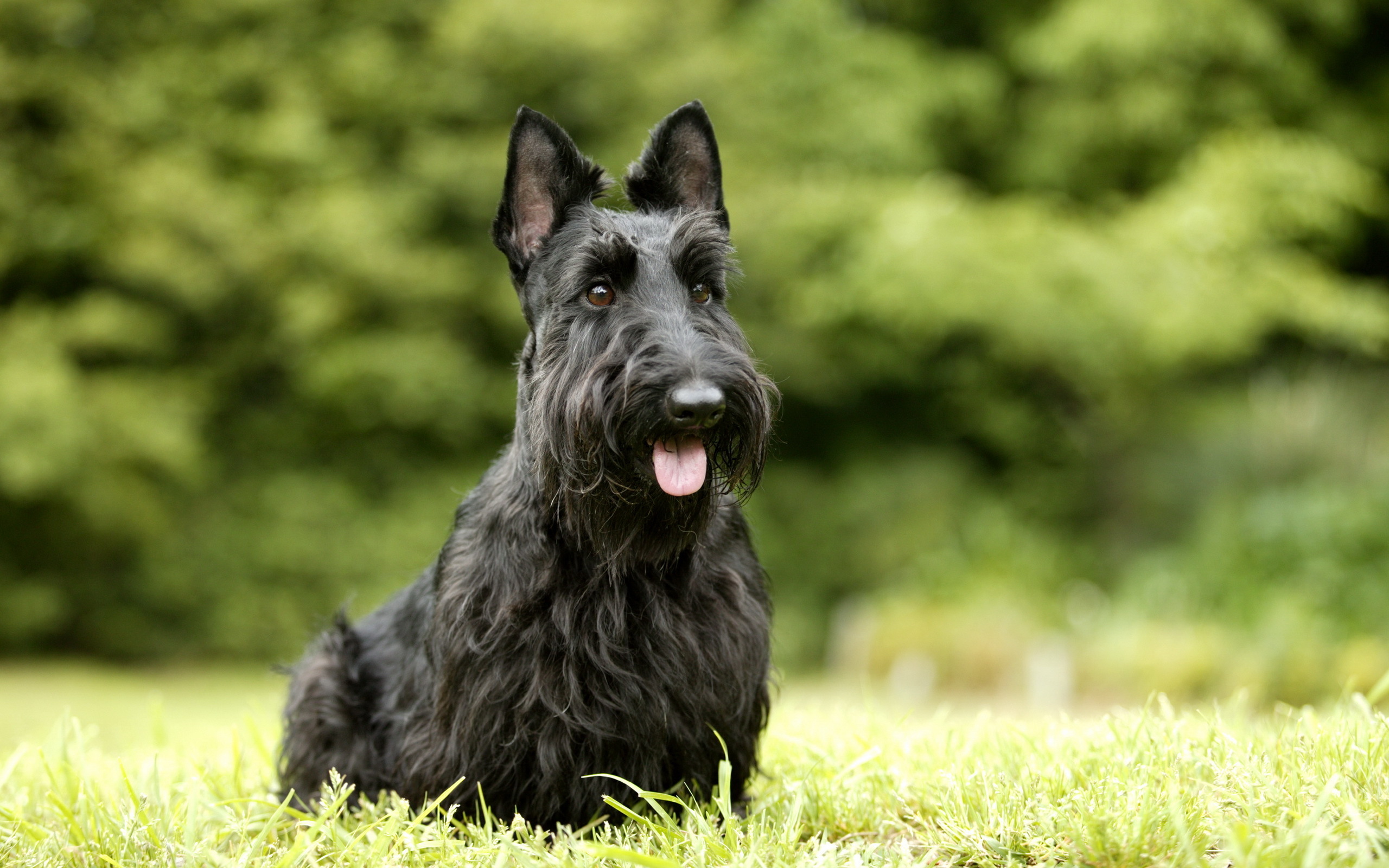 Free photo A black dog with long hair