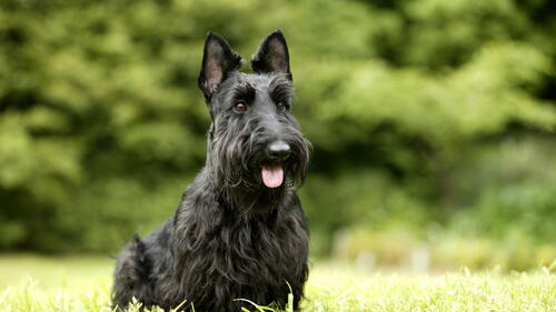 Бесплатное фото Черная собака с длинной шерстью