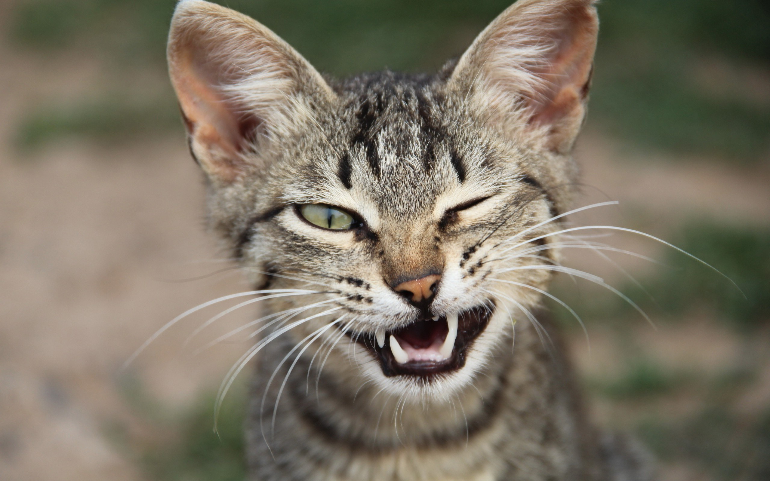 Wallpapers kitten winks teeth on the desktop