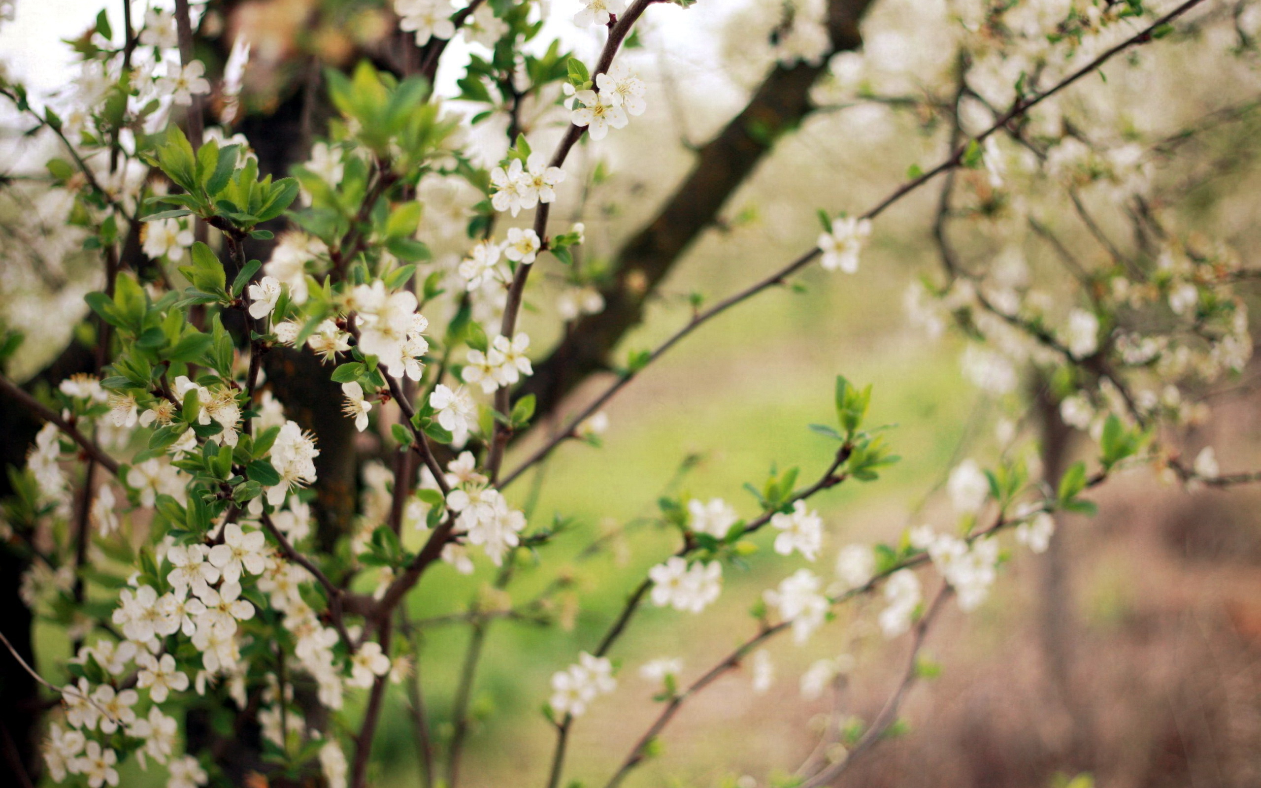 Wallpapers branches cherry petals on the desktop