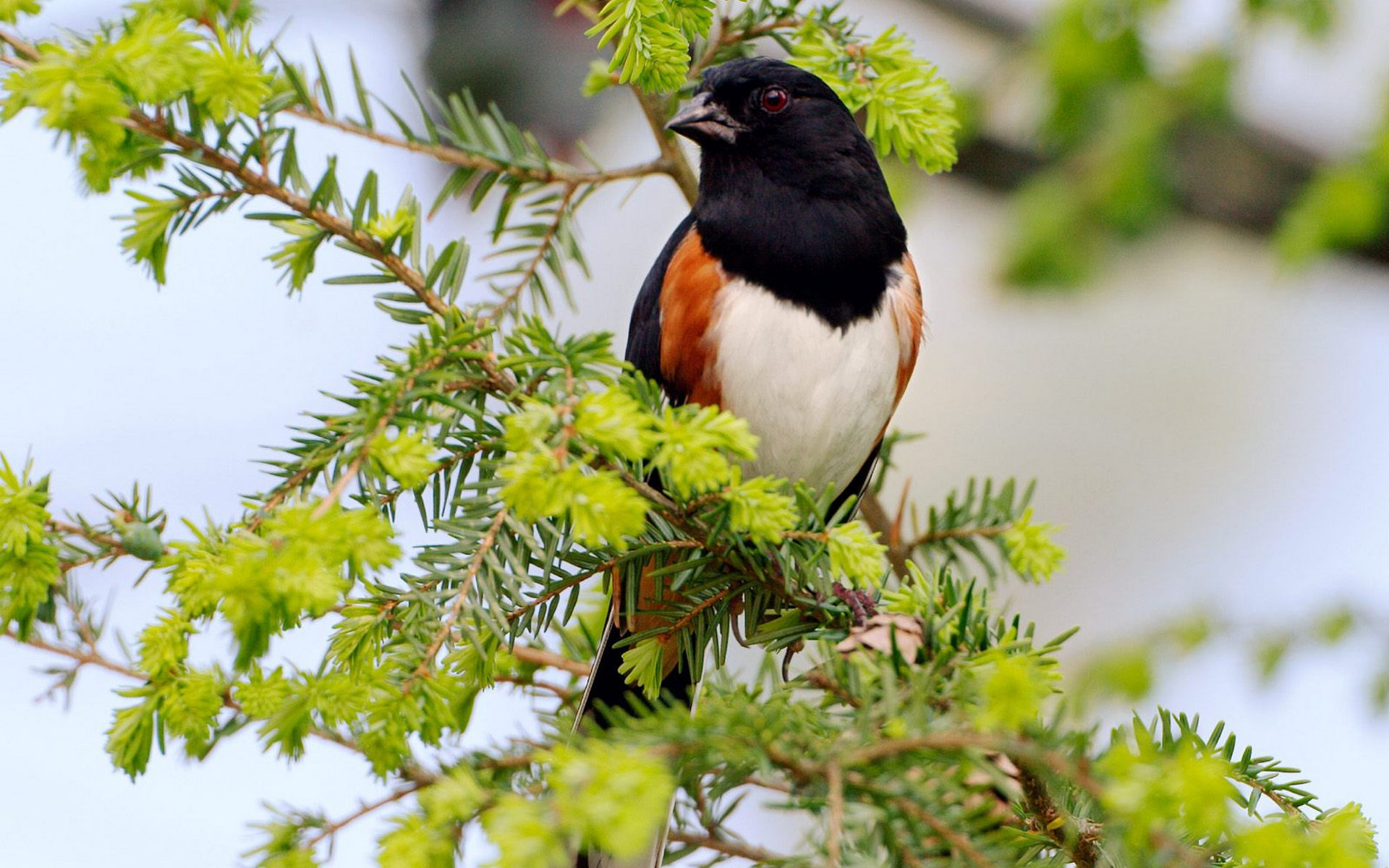 Wallpapers small branch beak on the desktop