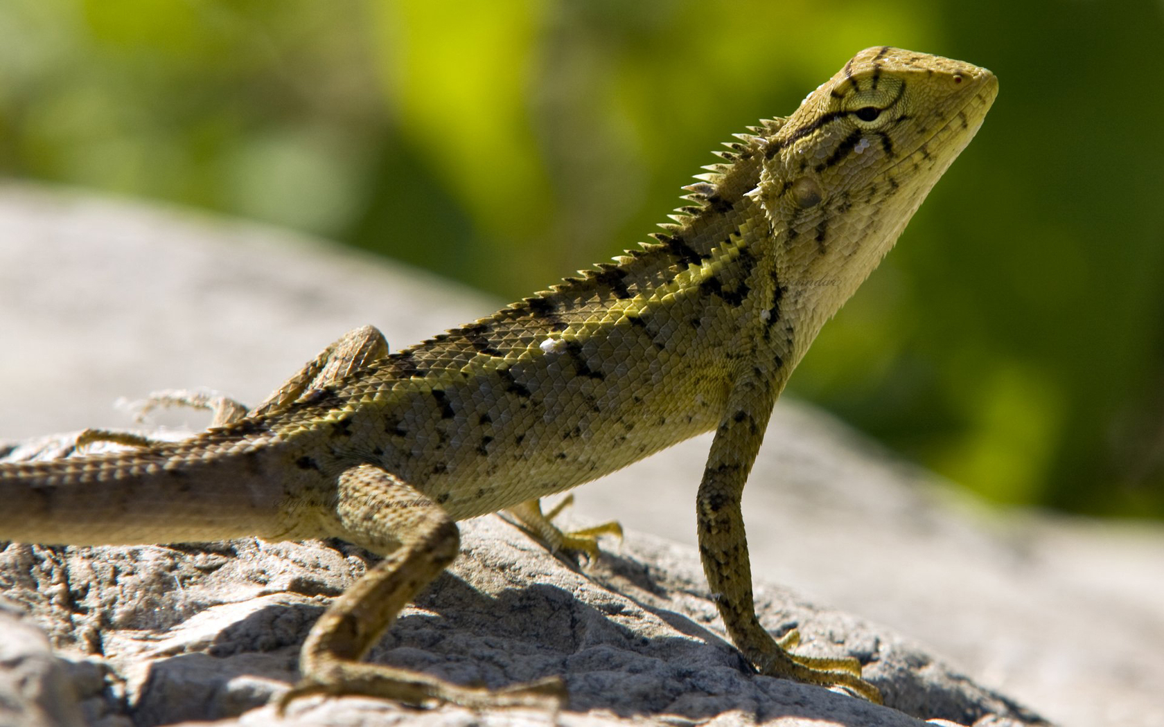 Wallpapers lizard stone warms on the desktop