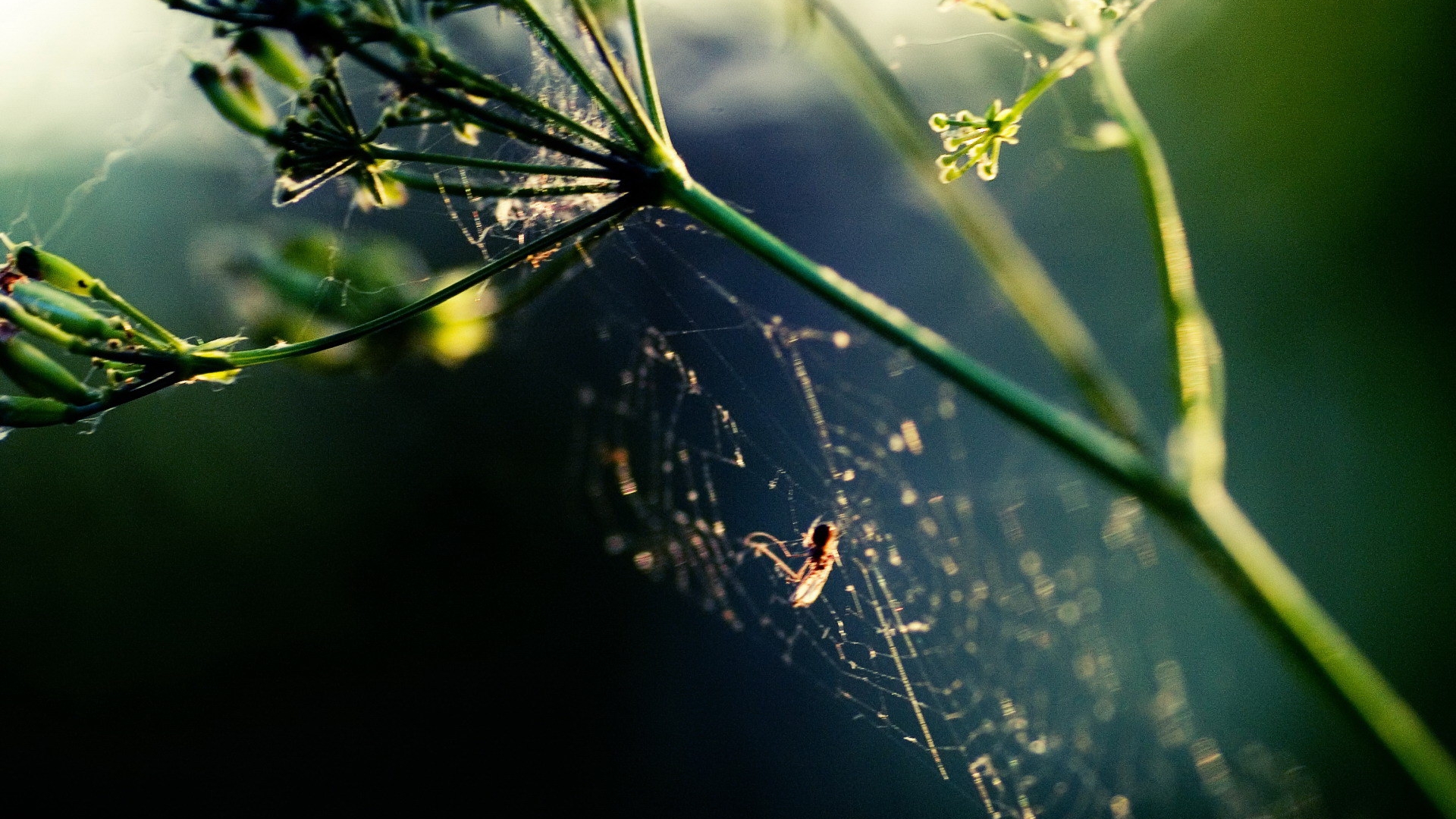 Wallpapers spider spider web stem on the desktop