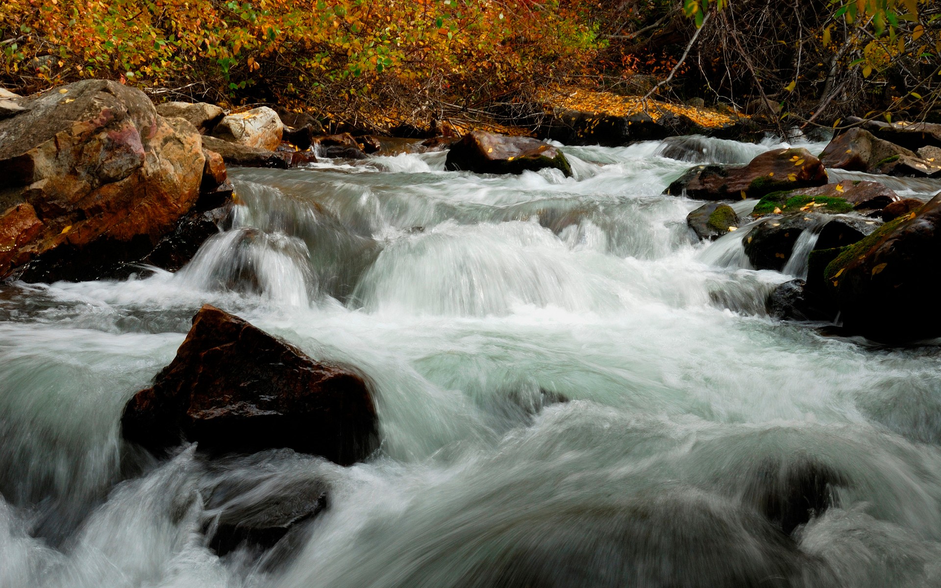 Wallpapers leaves landscapes trees on the desktop