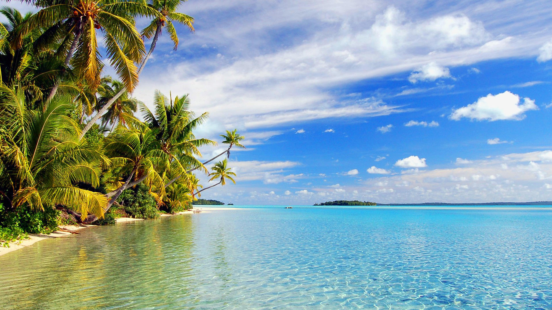 Wallpapers clear water palm trees landscapes on the desktop