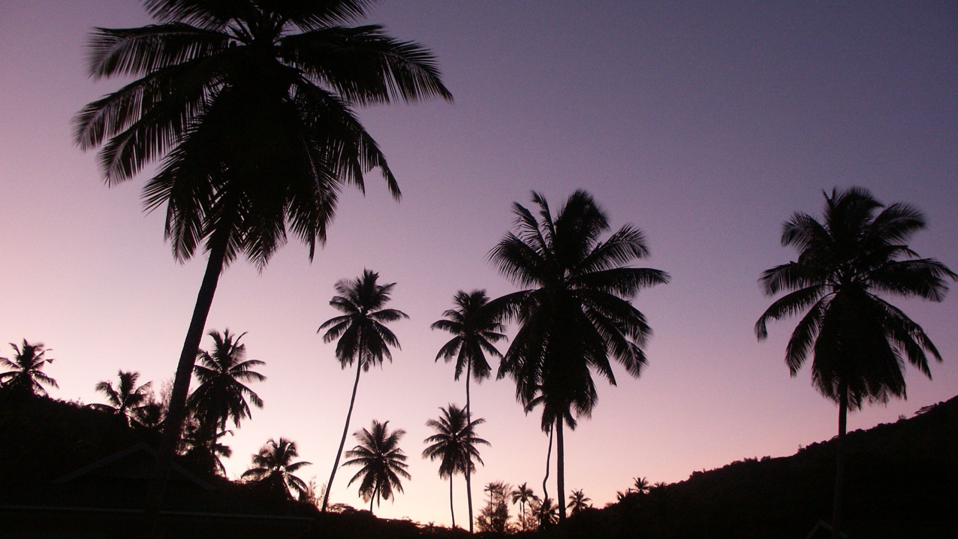 Wallpapers palms twilight sky on the desktop