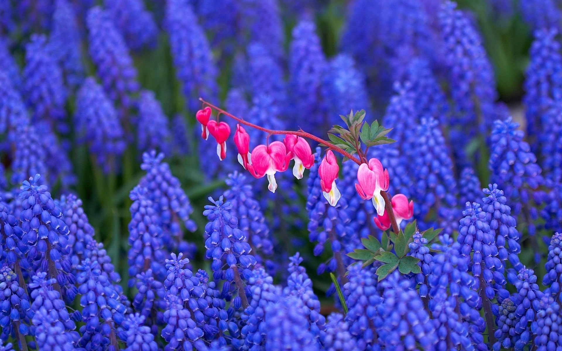 Wallpapers flowers stems blue on the desktop