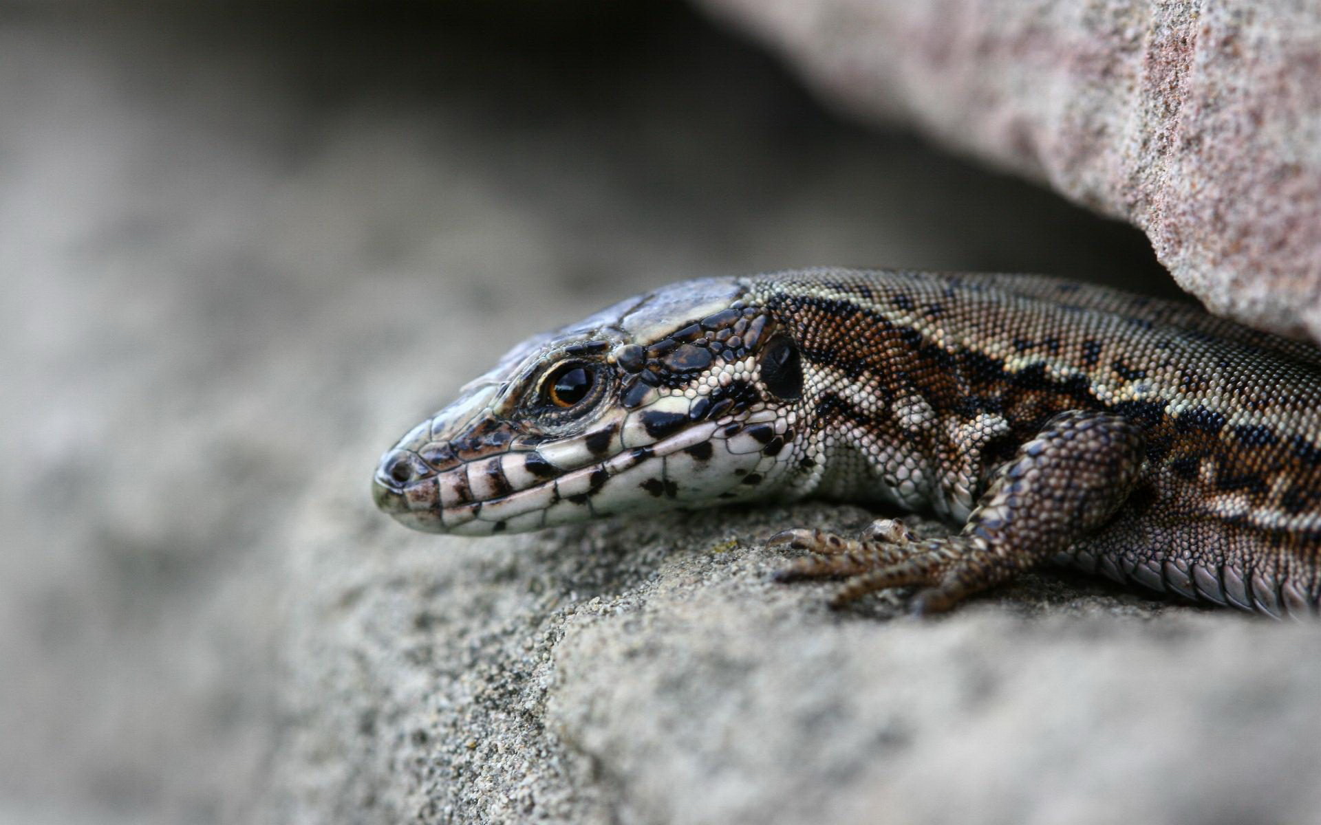 Wallpapers lizard skin eyes on the desktop