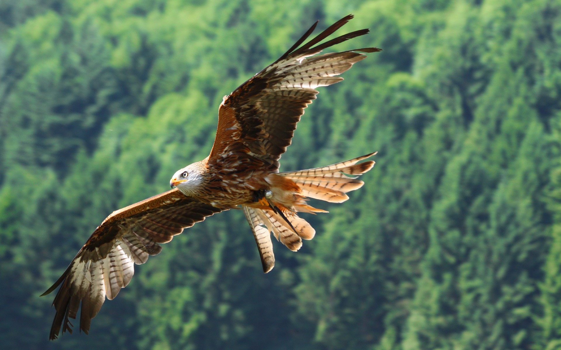 Wallpapers hawk flight wings on the desktop