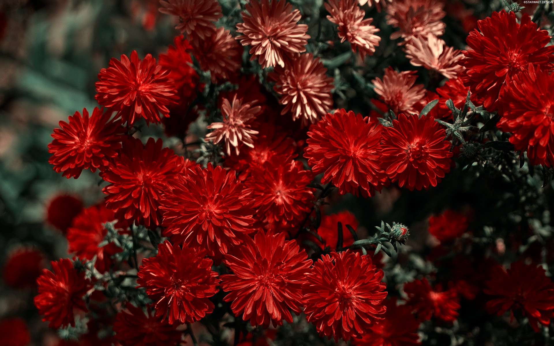 Wallpapers chrysanthemum petals burgundy on the desktop