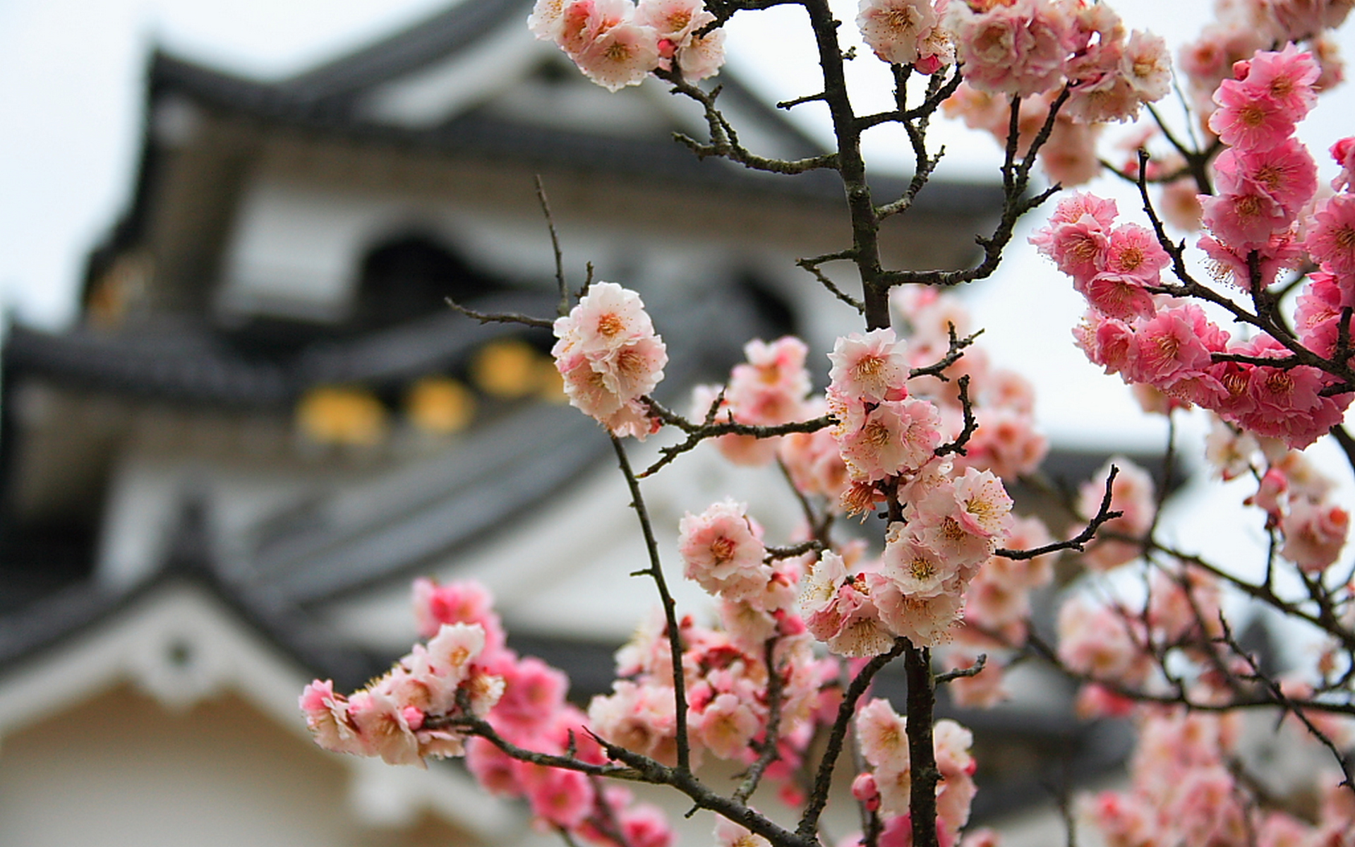 Wallpapers cherry flowers bloom on the desktop