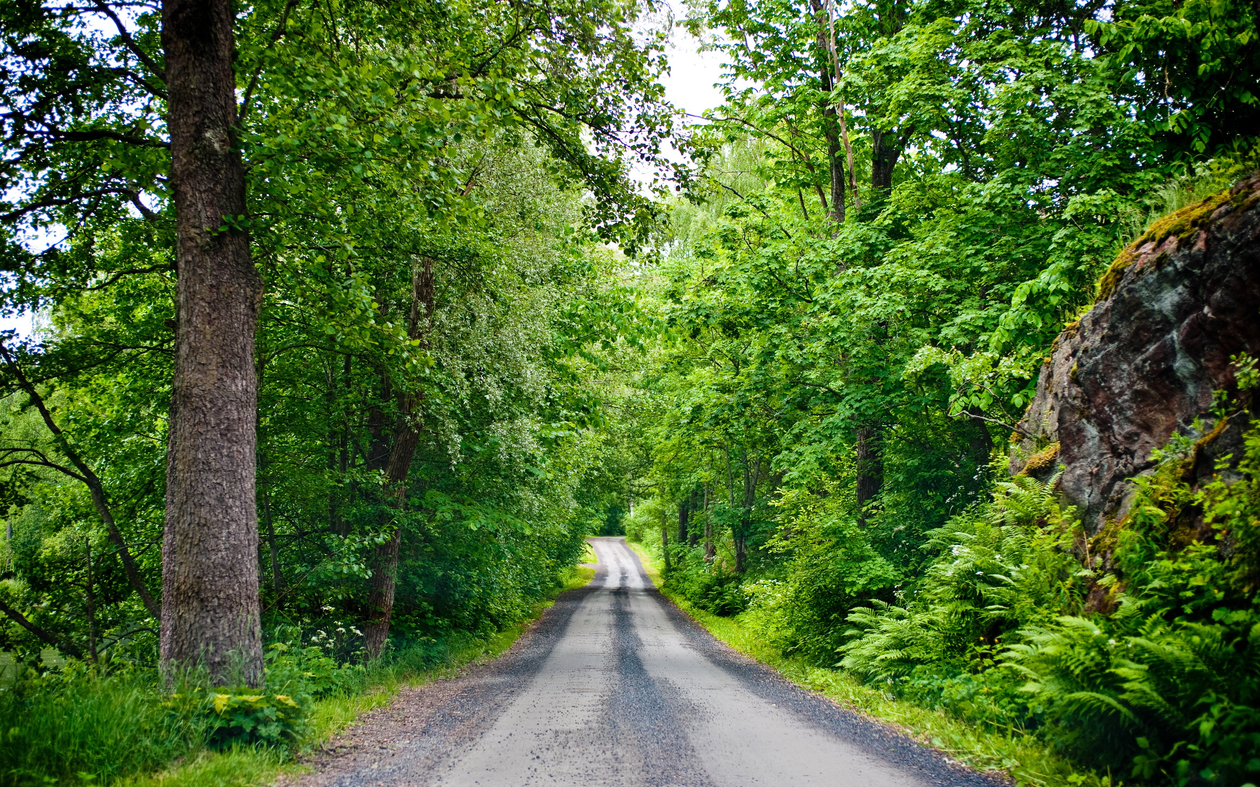 Wallpapers road asphalt forest on the desktop