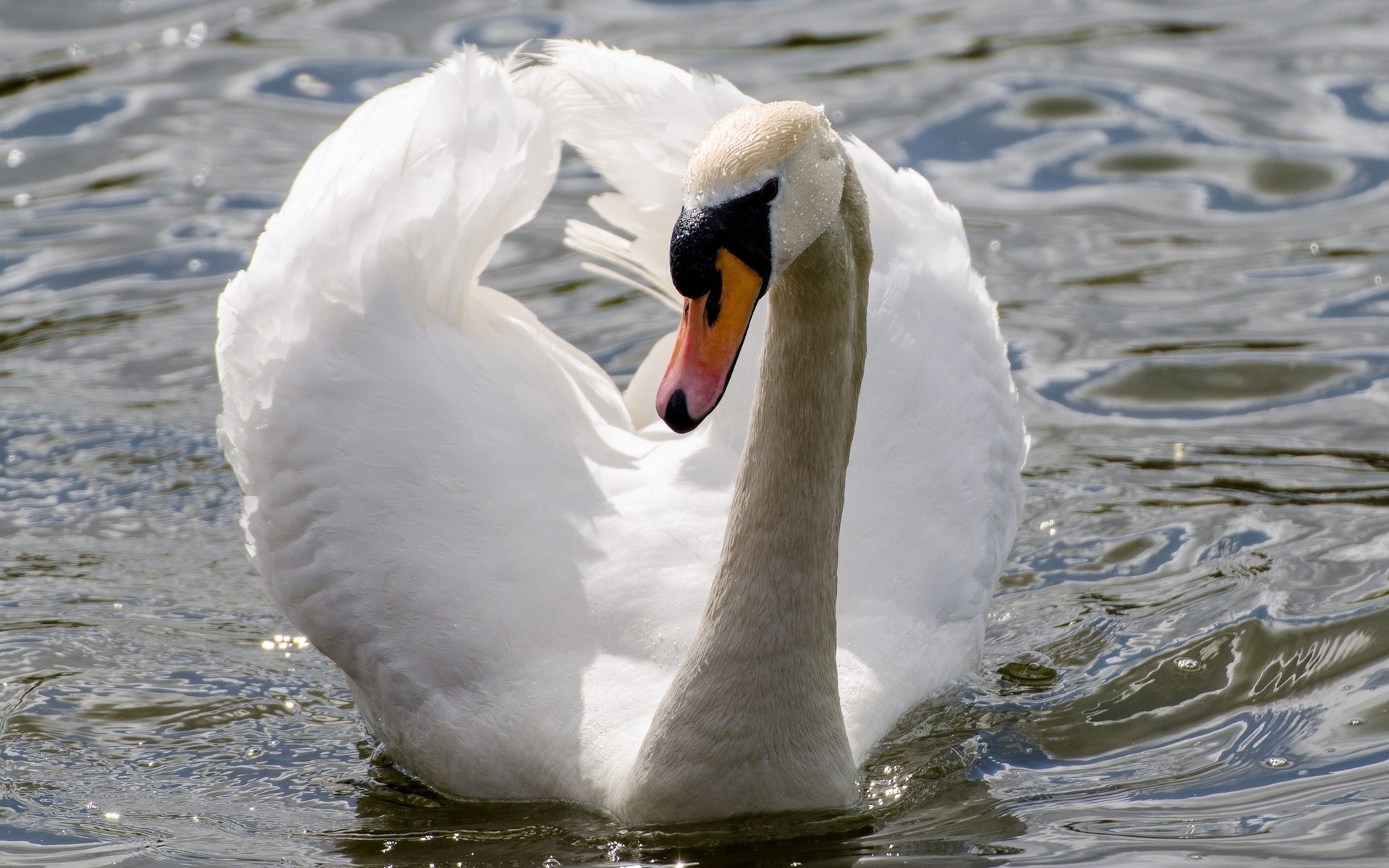 Wallpapers swan white beak on the desktop