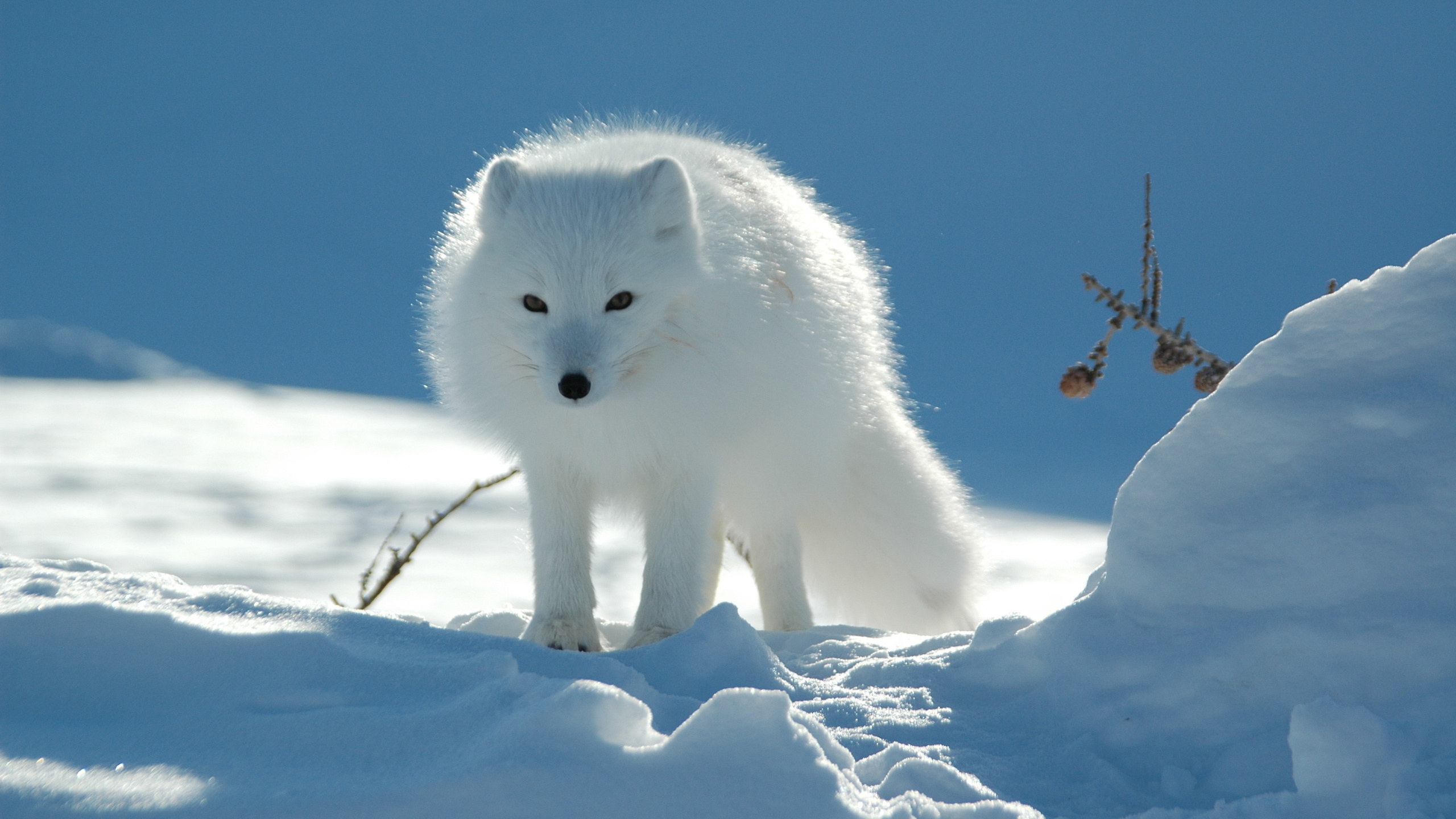 Wallpapers fox animal wool on the desktop