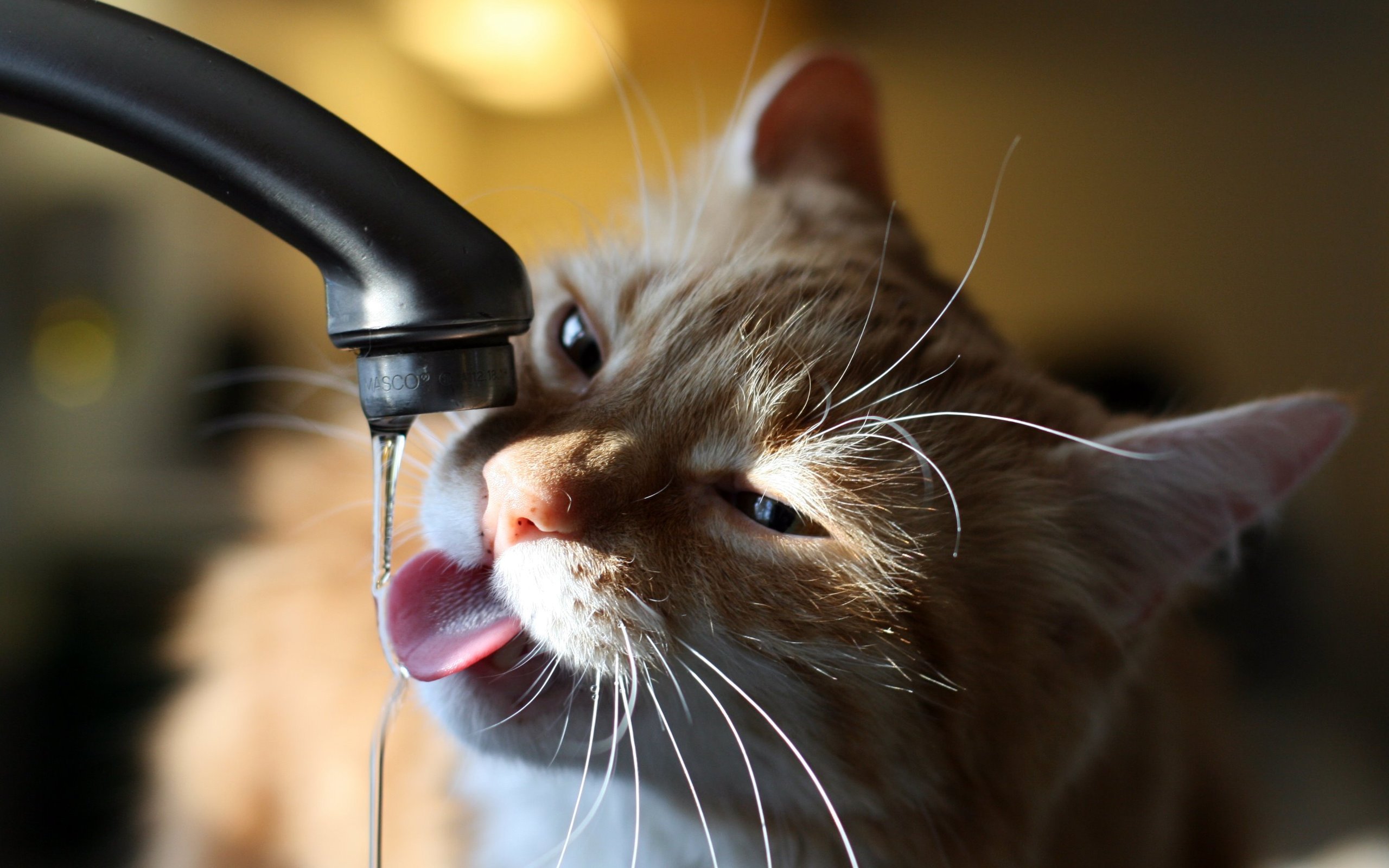 红猫喝水龙头里的水