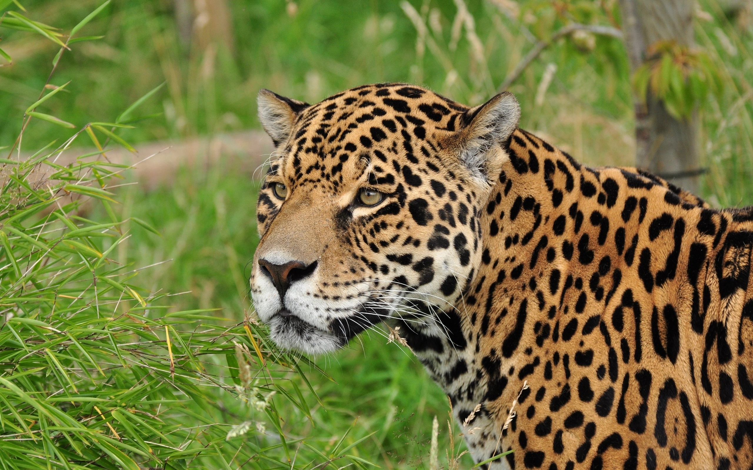 Wallpapers leopard muzzle eyes on the desktop