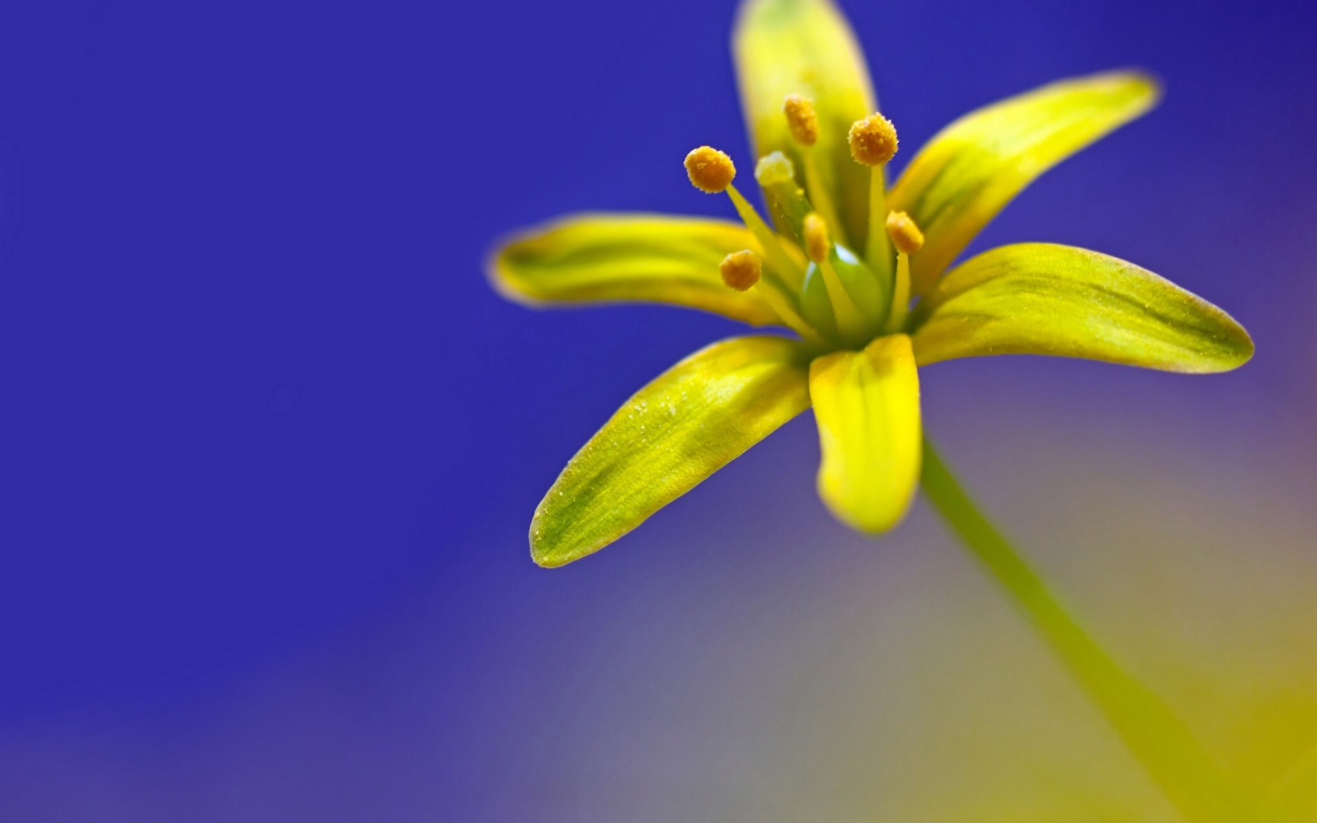 Wallpapers flower petals plant leaves on the desktop