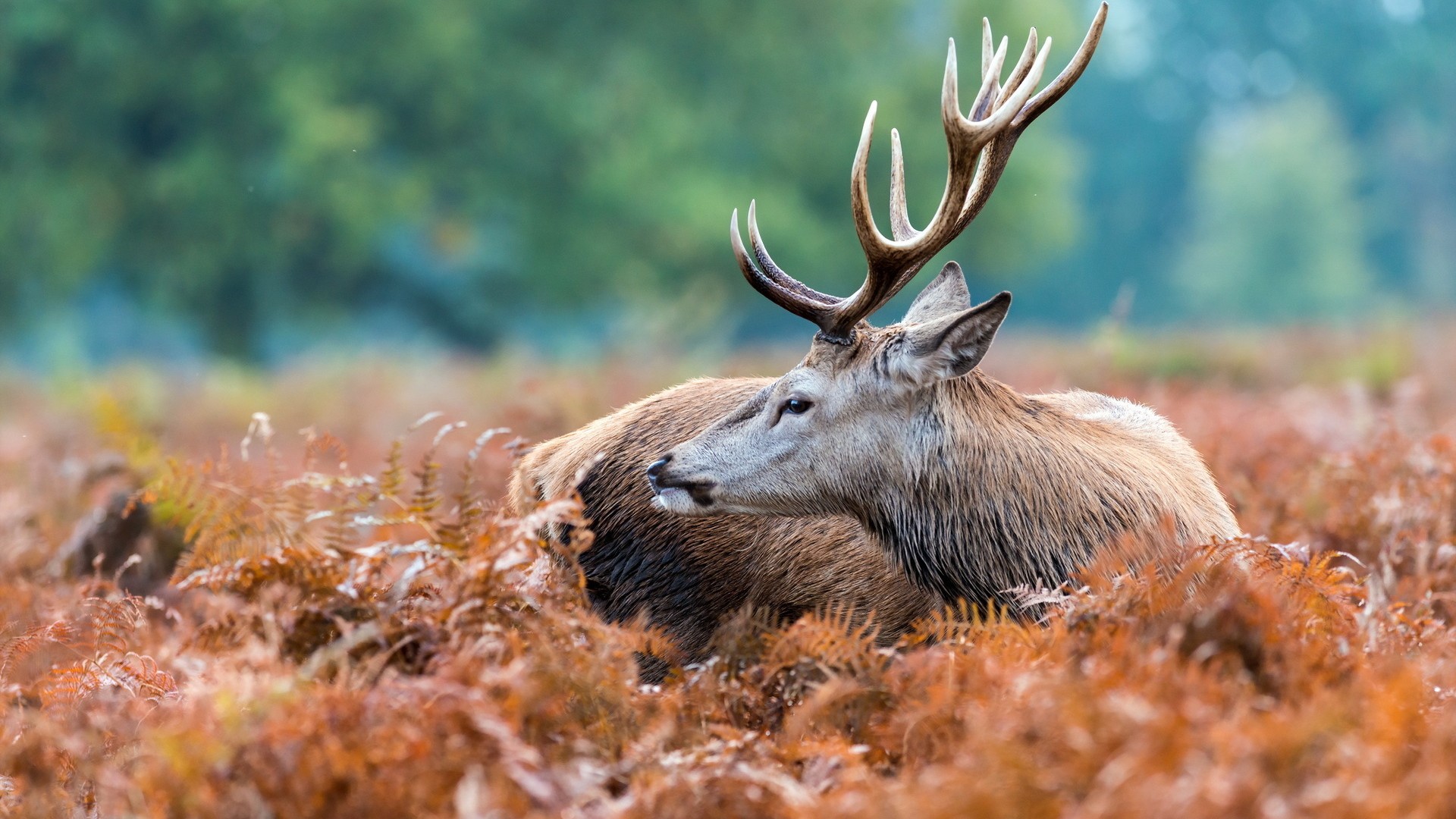 Wallpapers elk horns ears on the desktop