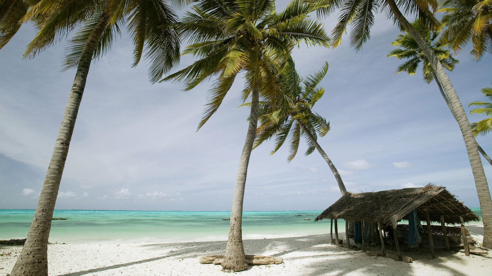 Free photo An island of palm trees