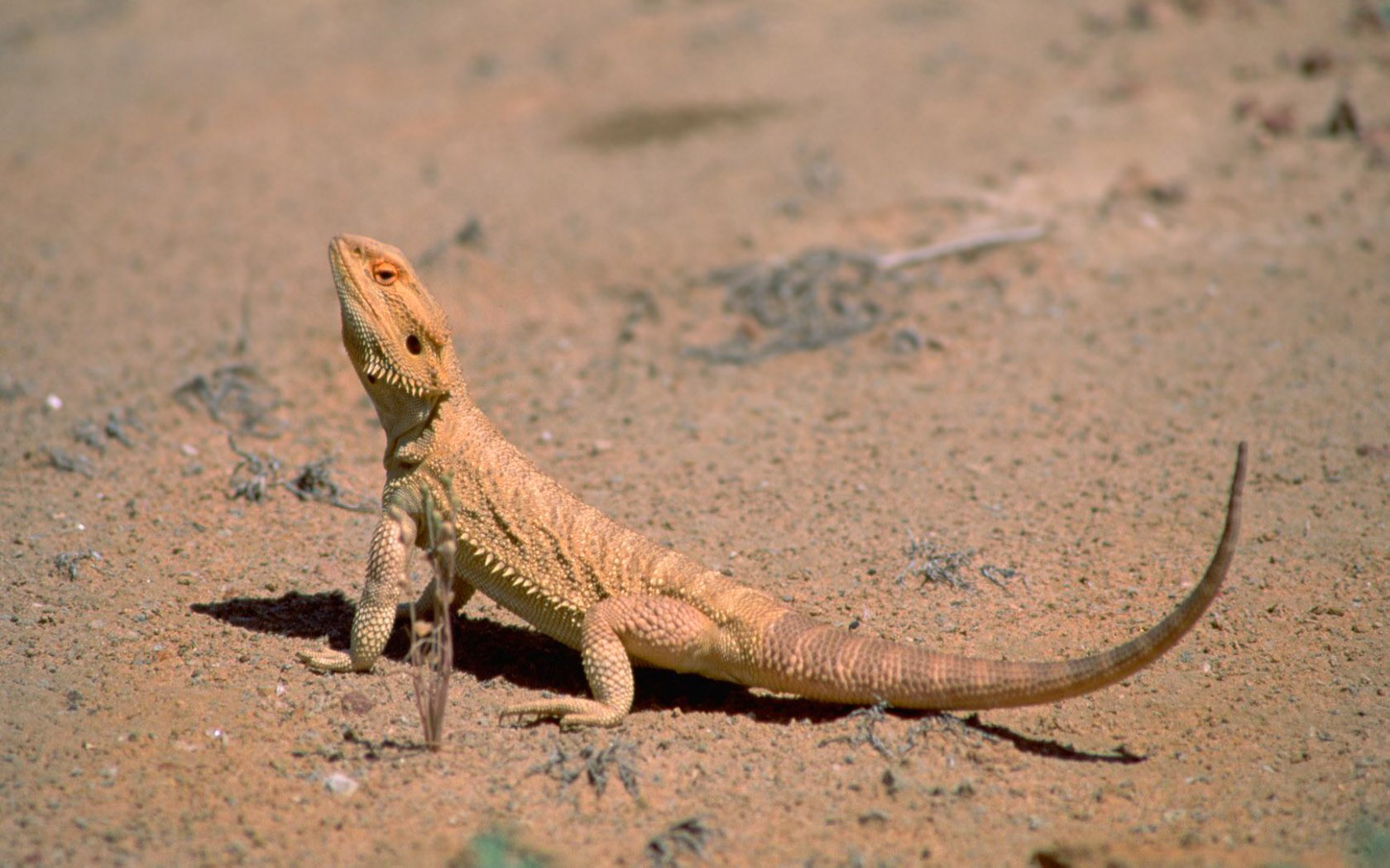 Free photo A lizard in the sand