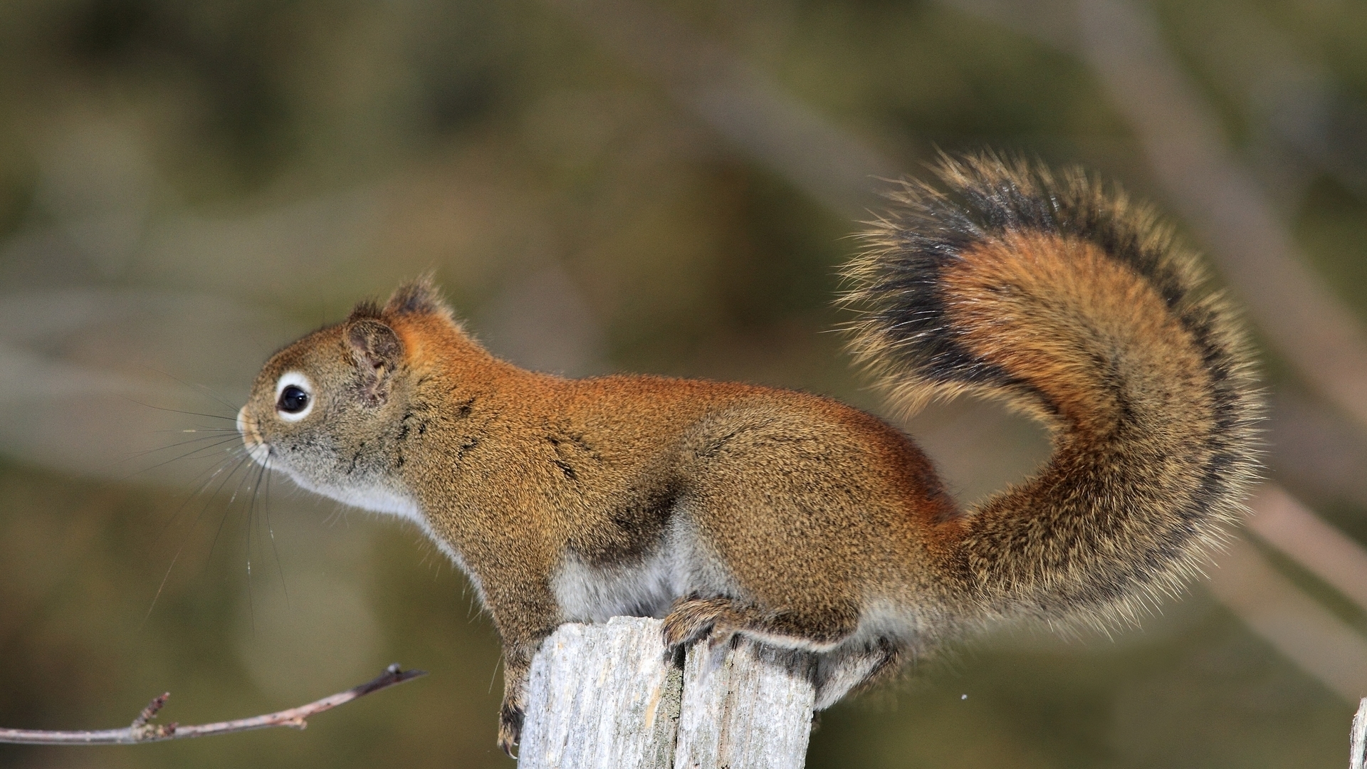 Wallpapers squirrel tail wool on the desktop